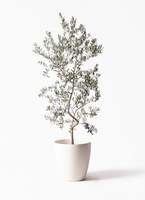 観葉植物 オリーブの木 10号 ペンドリノ アルマ ミドル 付き / 小倉園