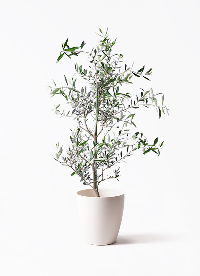 オリーブの木　コレッジョラ　約200cm　NO.2038　大型　現品掲載 オリーブの木 コレッジョラ | 観葉植物通販HitoHana(ひとはな)