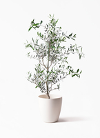 olive-corejjora-25_1.jpg?
