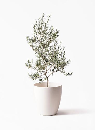 観葉植物 オリーブ 8号 アルベキーナ ラスターポット 付き | 観葉植物