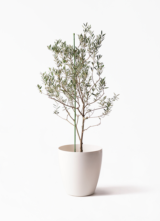 観葉植物 オリーブ 8号 カリフォルニアクイーン ラスターポット 付き 観葉植物ならhitohana ひとはな