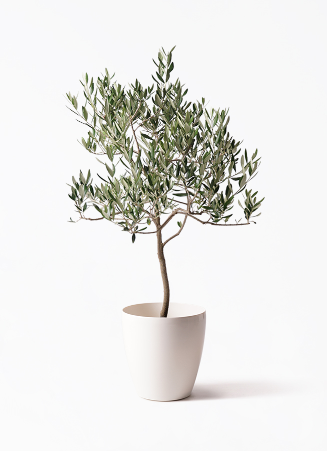 オリーブの木 ハーディーズマンモス | 観葉植物 | 送料無料でお届け