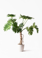 philodendron-selloum-26_1.jpg?