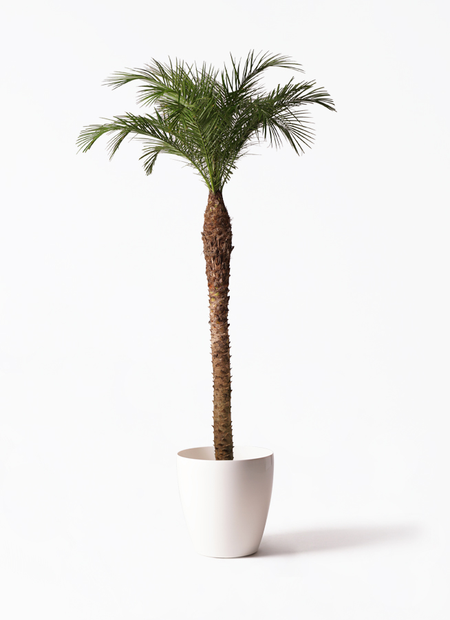 観葉植物 フェニックスロベレニー 10号 セドナロング 墨 付き | 観葉