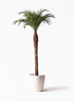 観葉植物 フェニックスロベレニー 10号 Eco Stone（エコストーン