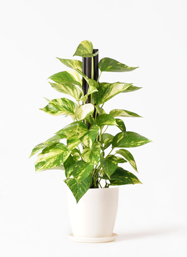 観葉植物 ネフロピレス3 5号 ラスターポット 付き 観葉植物ならhitohana ひとはな 観葉植物 ネフロピレス3 5号 ラスターポット 付き 観葉植物ならhitohana ひとはな