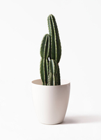 pillar-cactus-25_1.jpg?1543597029