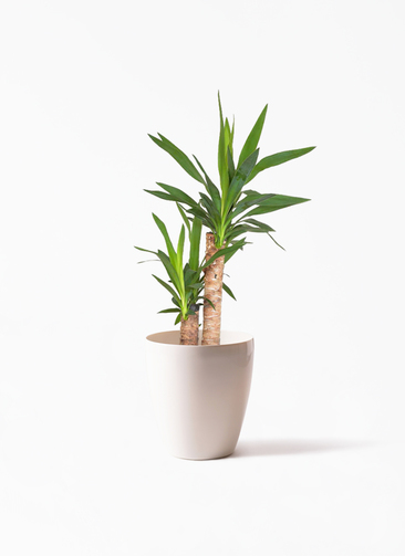ユッカ 観葉植物 観葉植物 ユッカ 6号 ラスターポット 付き | 観葉植物ならHitoHana