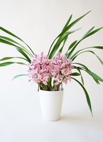 産地直送 シンビジウム ピンク 2本立ち 陶器鉢／三重 サノオーキッド