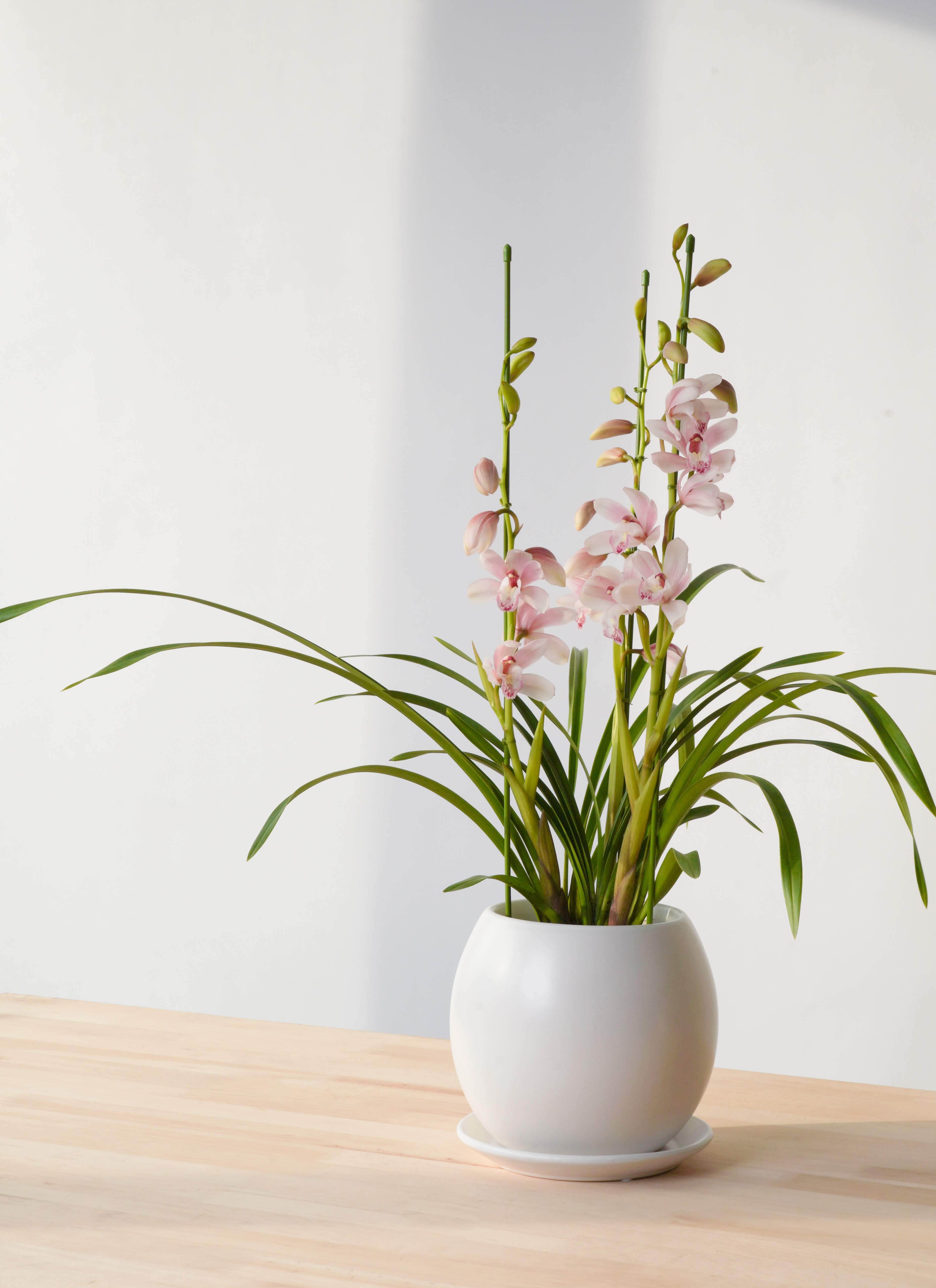 産地直送 シンビジウム ミニ ピンク【ありがとう】 3本立ち 丸形鉢