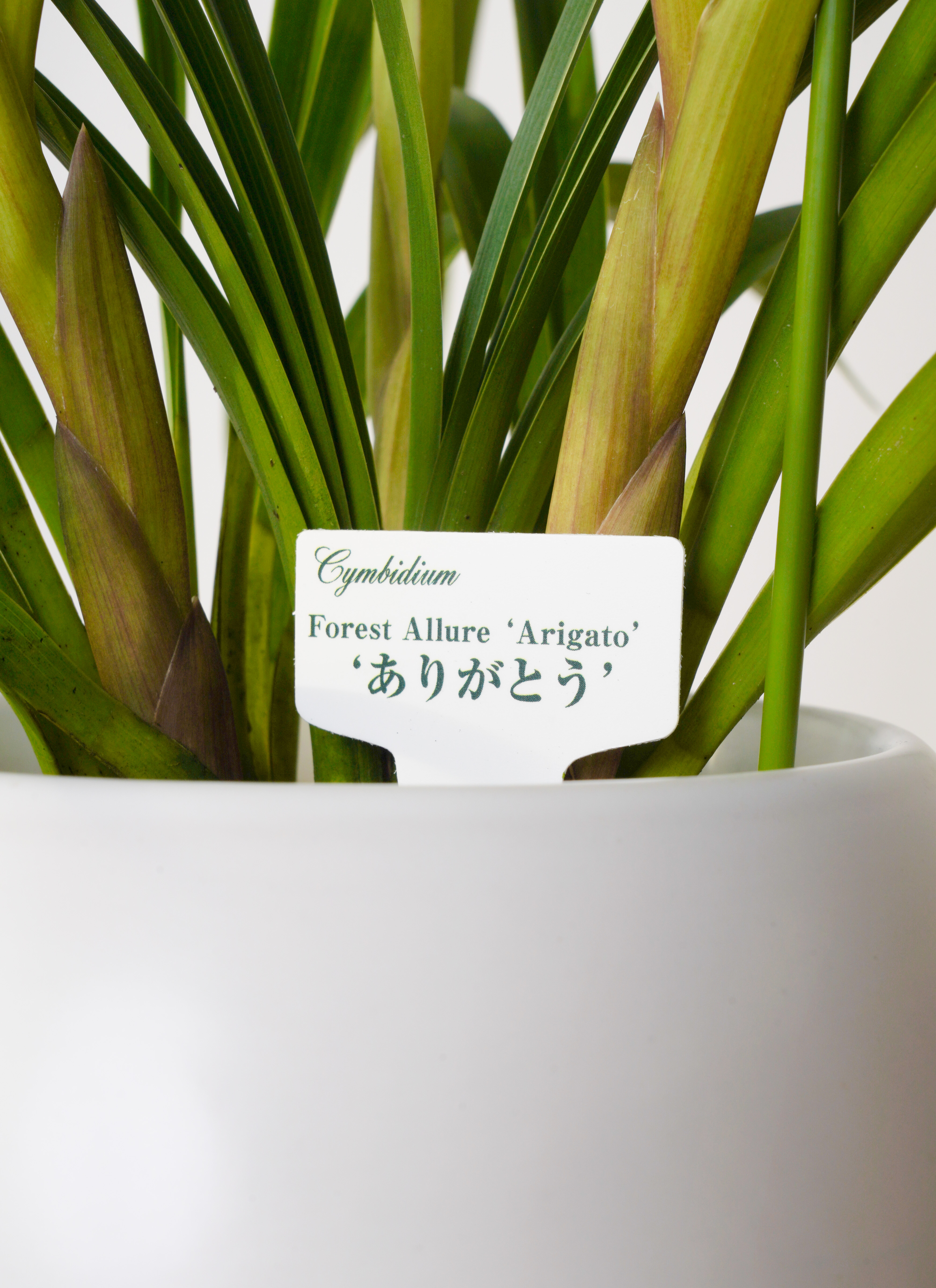 産地直送 シンビジウム ミニ ピンク【ありがとう】 3本立ち 丸形鉢