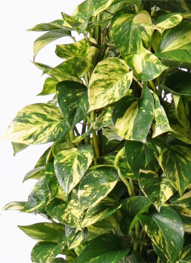 家栽の人 ポトス (My First Big SPECIAL) 観葉植物 ポトス 8号 ラッシュバスケット Natural 付き | 観葉