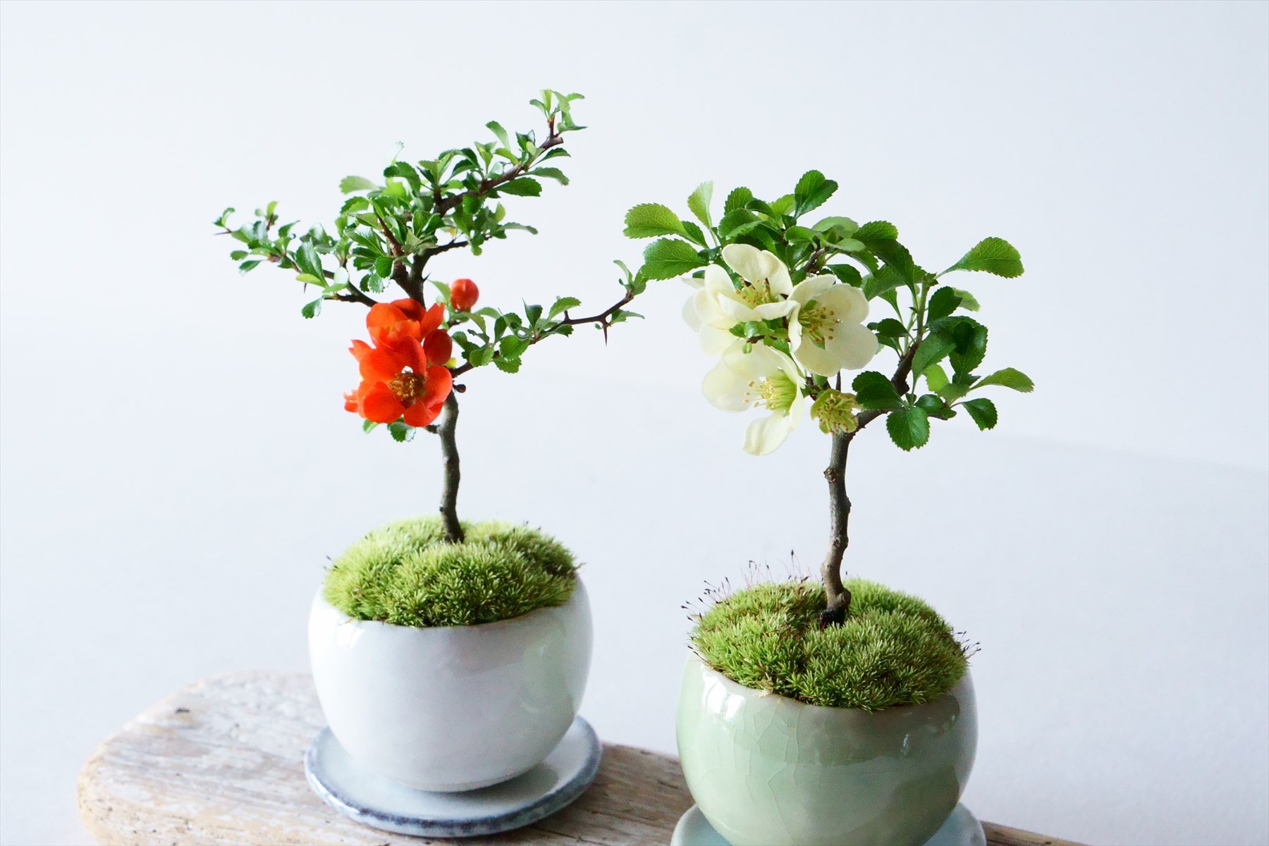 産地直送 長寿梅 白花 Mサイズ 鉢色 若草／山形 石木花からお