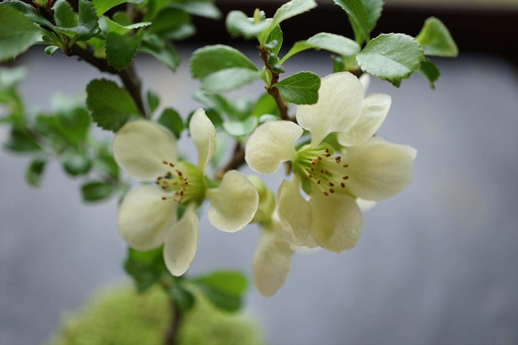 産地直送 長寿梅 白花 Mサイズ 鉢色 若草／山形 石木花からお届け