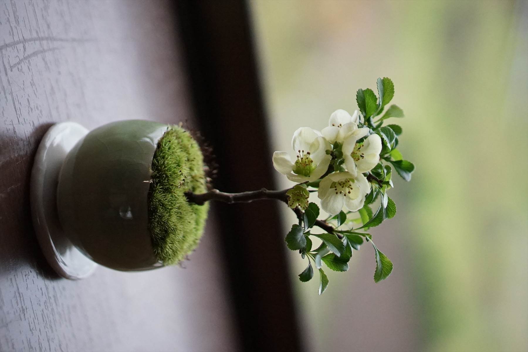 盆栽　昴　★　長寿梅ミニサイズ展示用　★