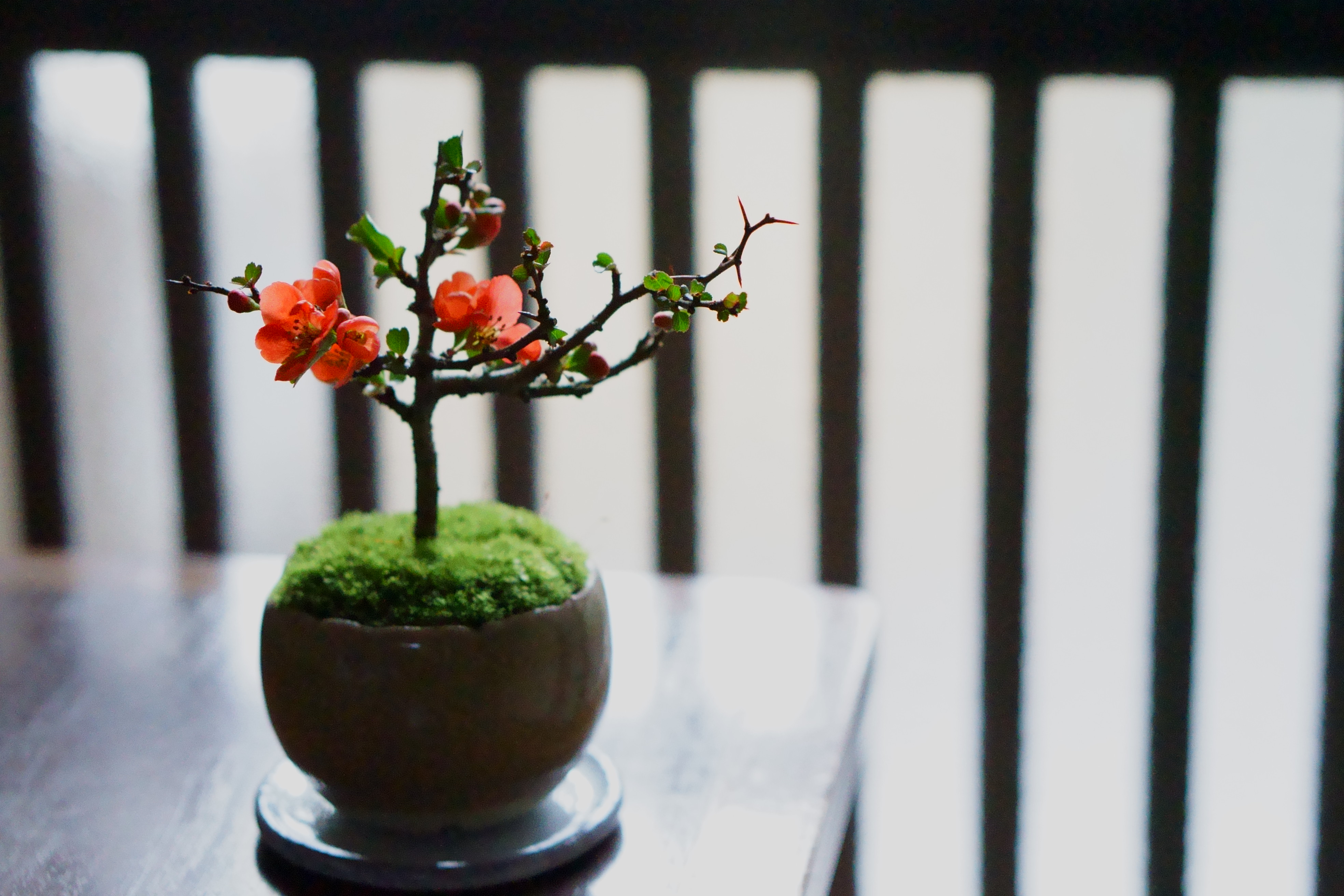 産地直送 盆栽 長寿梅 赤花 Mサイズ 鉢色 宵雫（受け皿セット）／山形