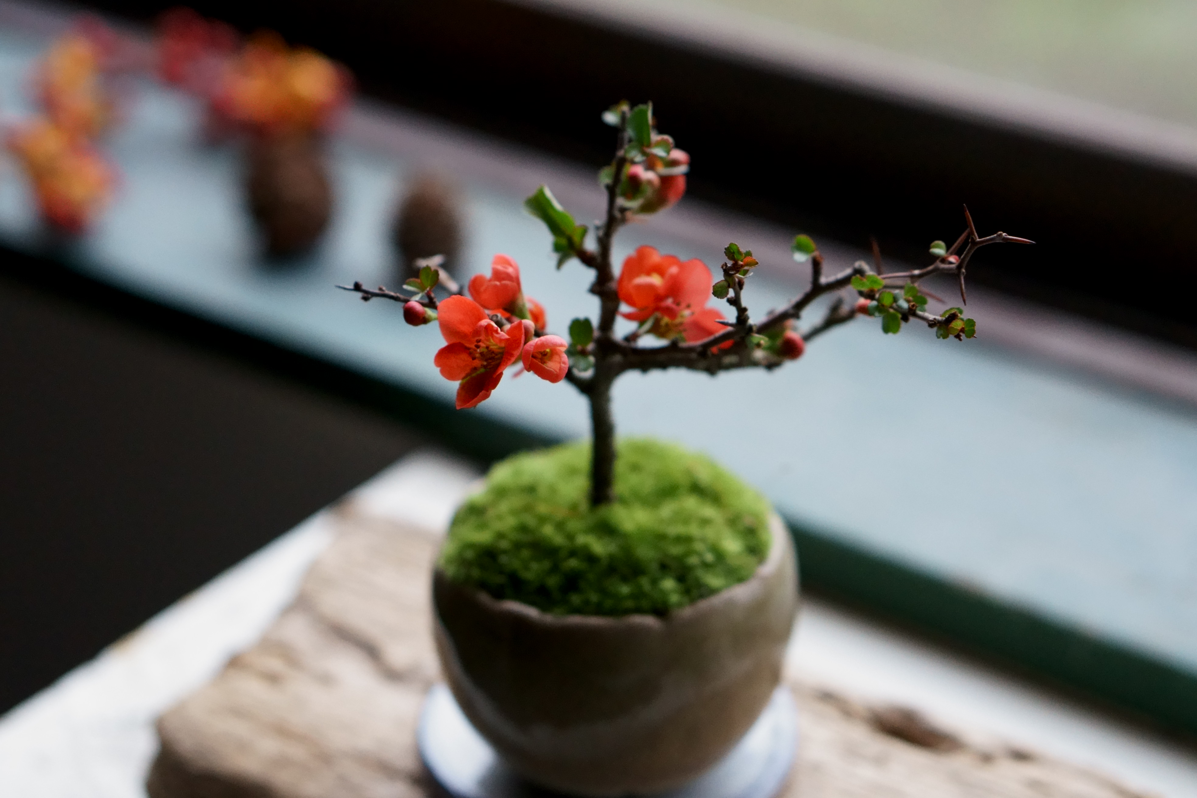 産地直送 盆栽 長寿梅 赤花 Mサイズ 鉢色 宵雫（受け皿セット