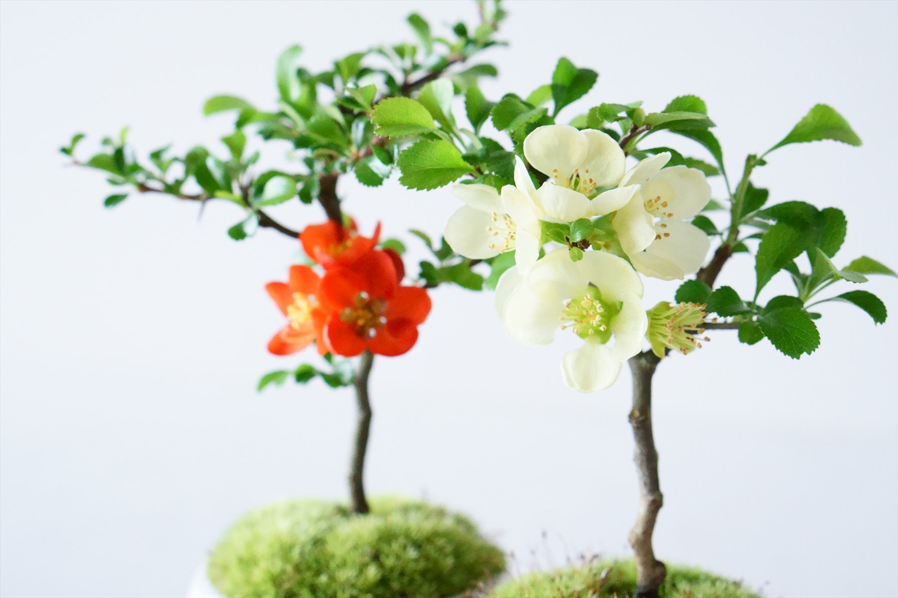 産地直送 盆栽 長寿梅 赤花 Mサイズ 鉢色 宵雫（受け皿セット）／山形 