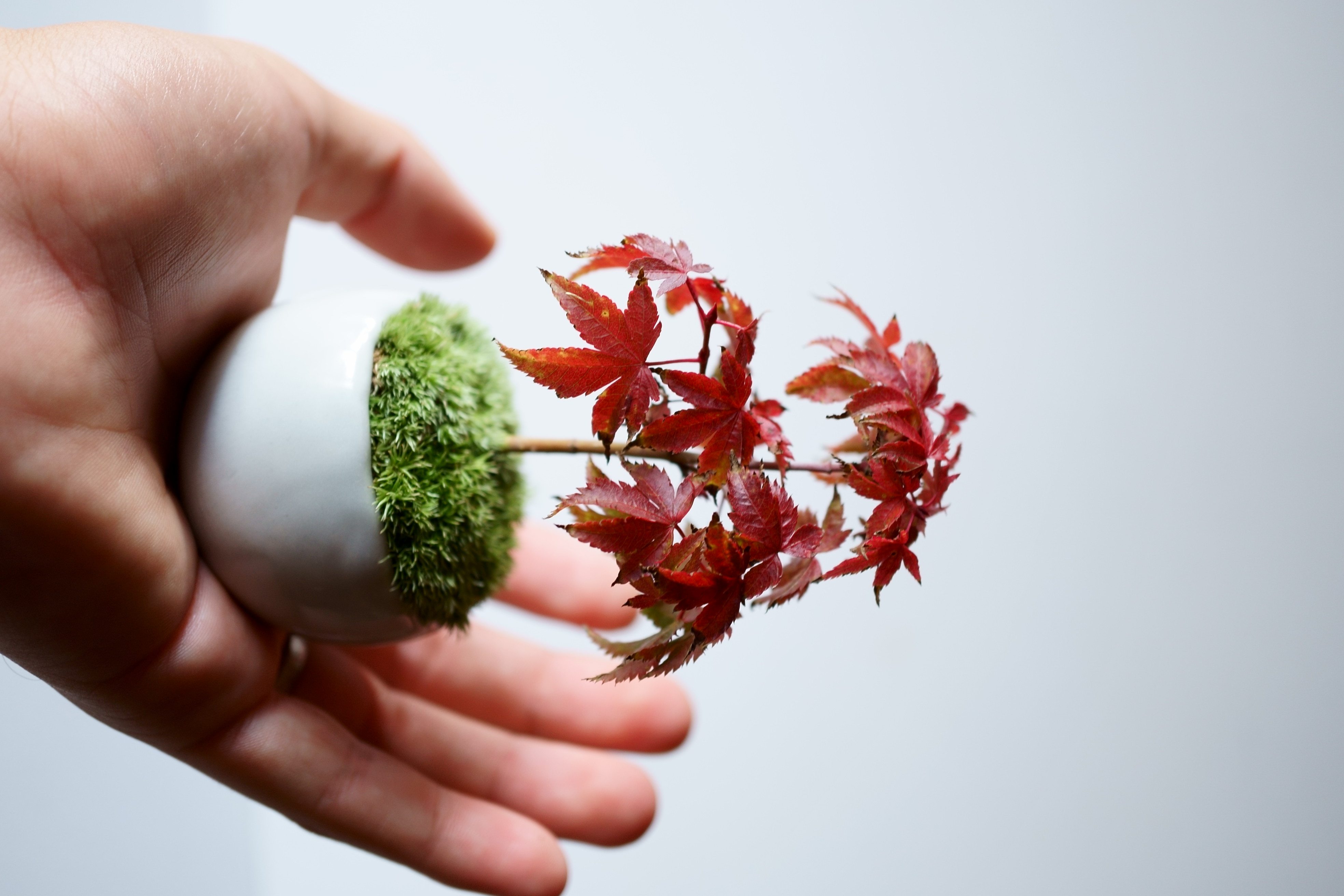 産地直送 清姫モミジ Mサイズ 鉢色 氷青／山形 石木花からお届け