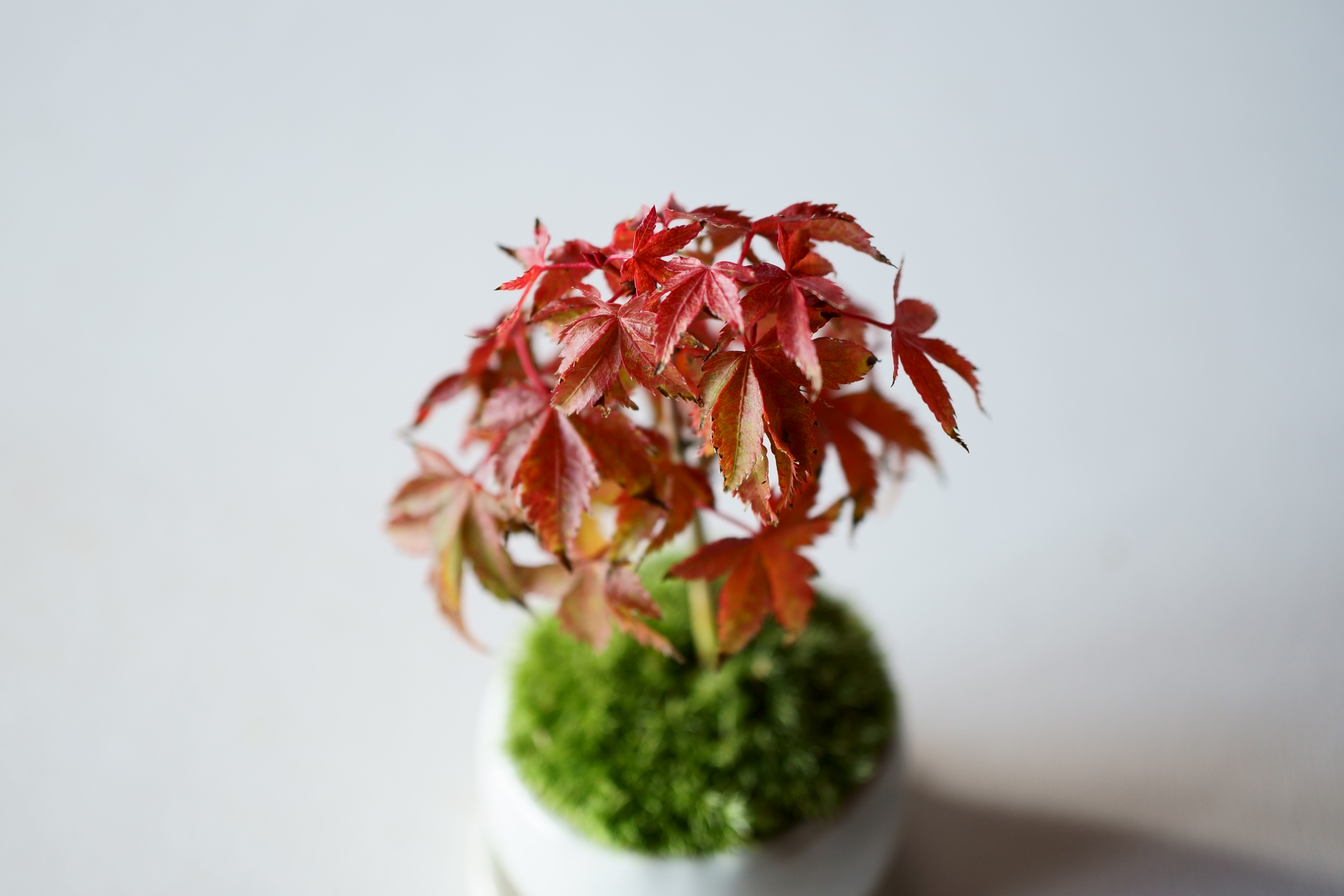 三河盆栽　清姫モミジ　盆栽 三河盆栽 清姫モミジ 盆栽 盆栽 清姫もみじ | もすりぃ