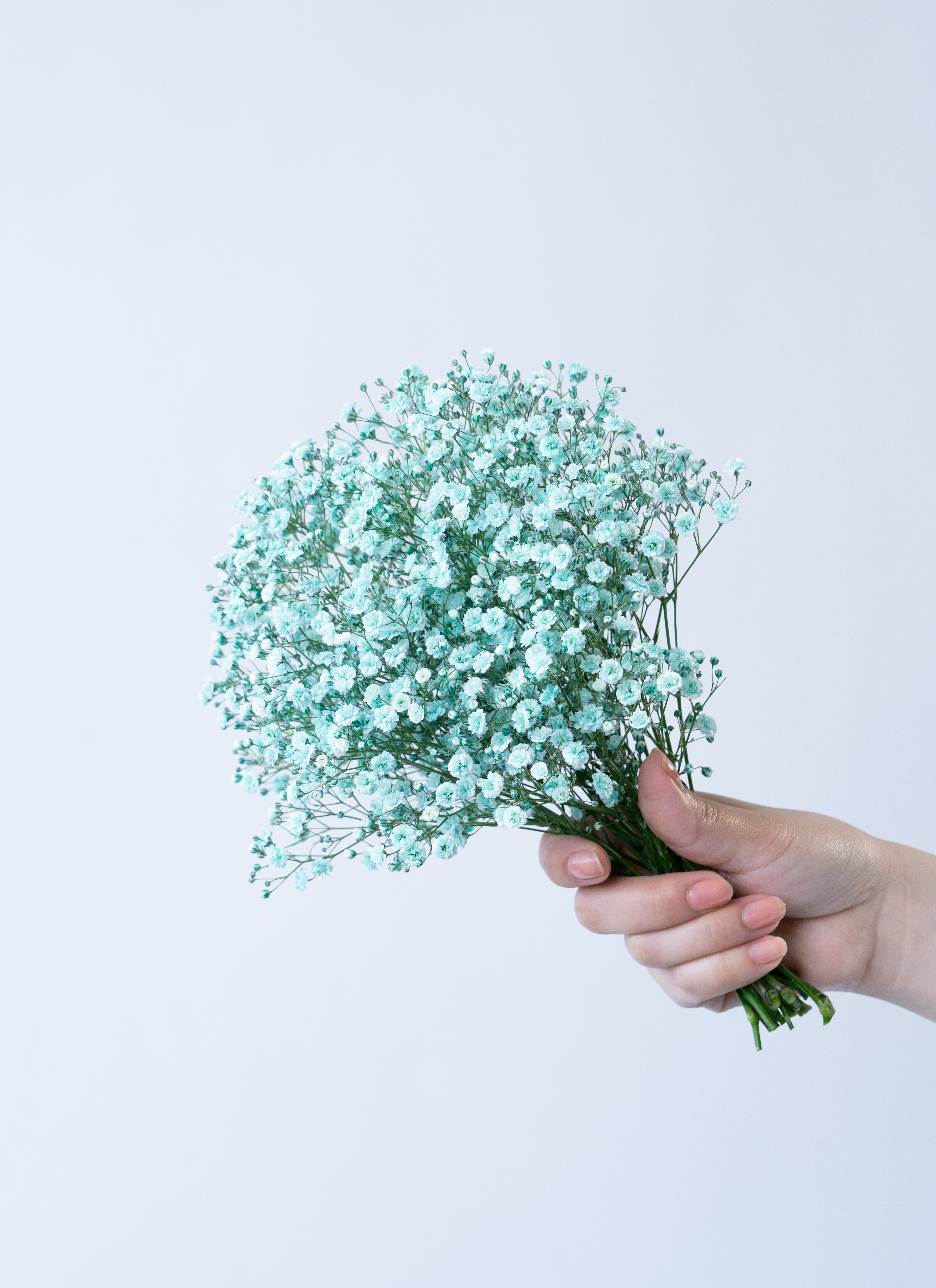かすみ草★ かすみ草 Gypsophila Bouquet – karendo online shop