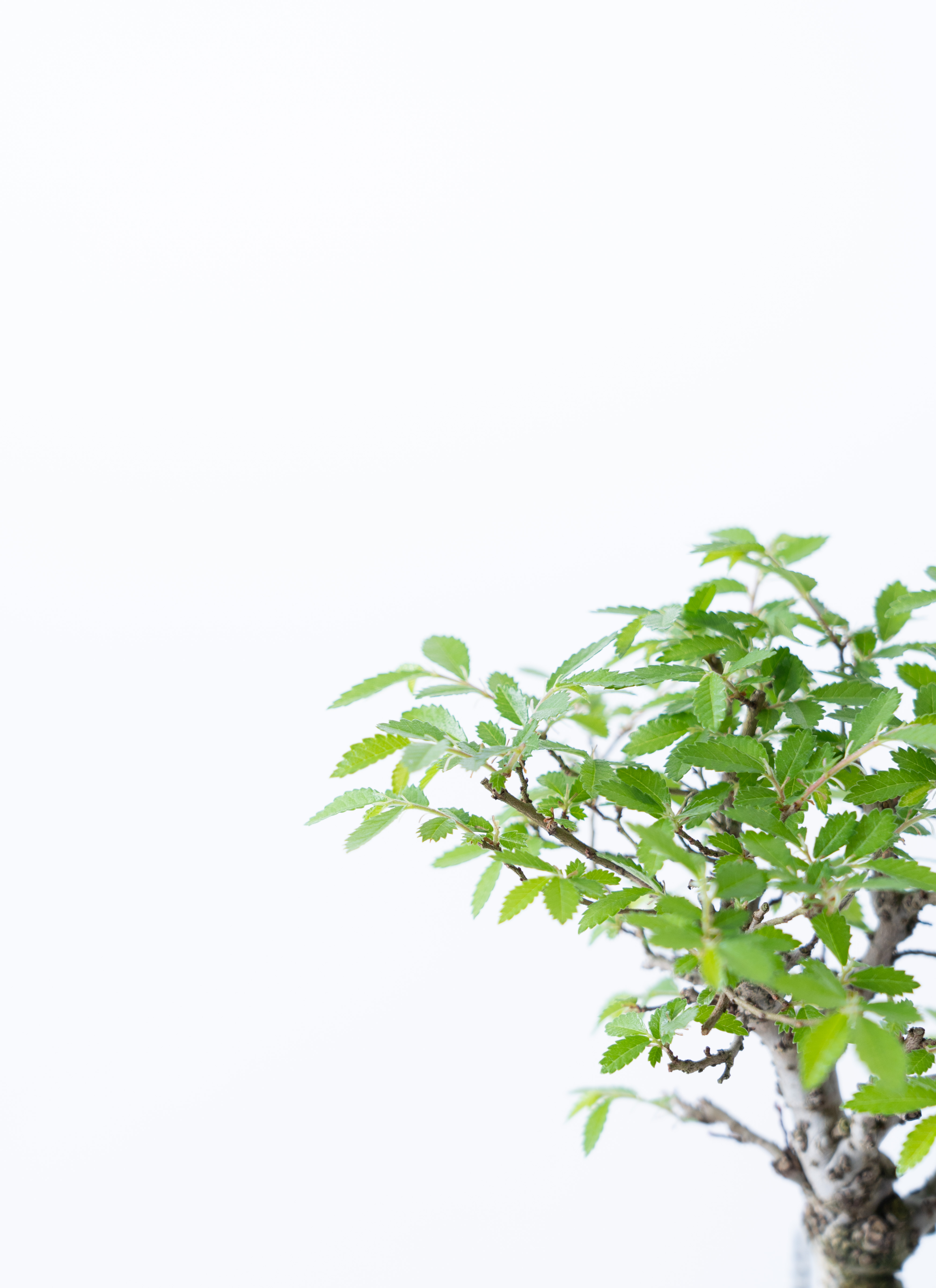 12レア　希少　縁起物　親木ヤドリギ　 ◉2色付き　実沢山❗️ 希少 縁起物 親木ヤドリギ 2色 - メルカリ