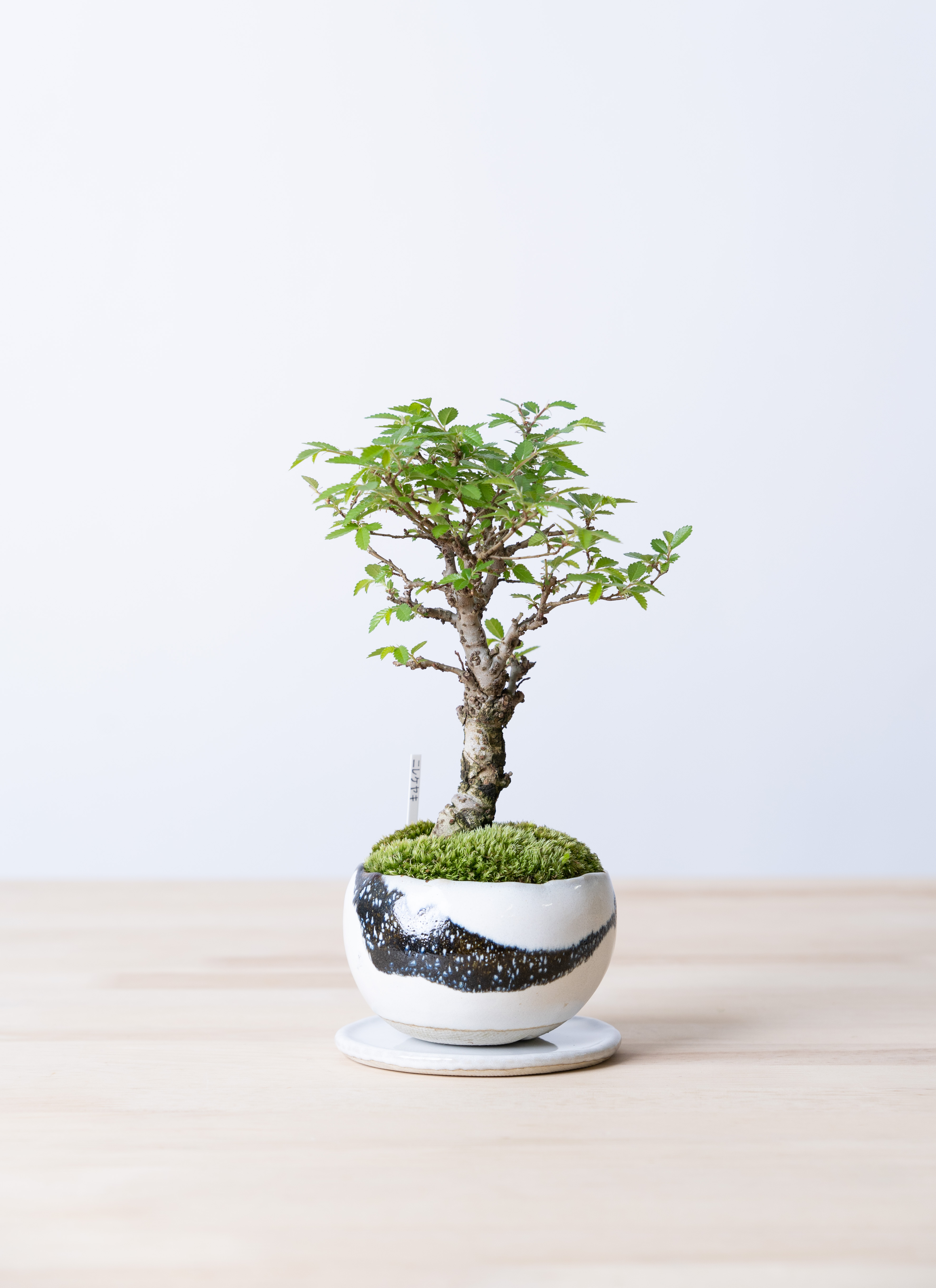 葛*ん様 ニレケヤキ　持ち込み古い　樹高４３ｃｍ 葛*ん様 ニレケヤキ 持ち込み古い 樹高43cm - メルカリ