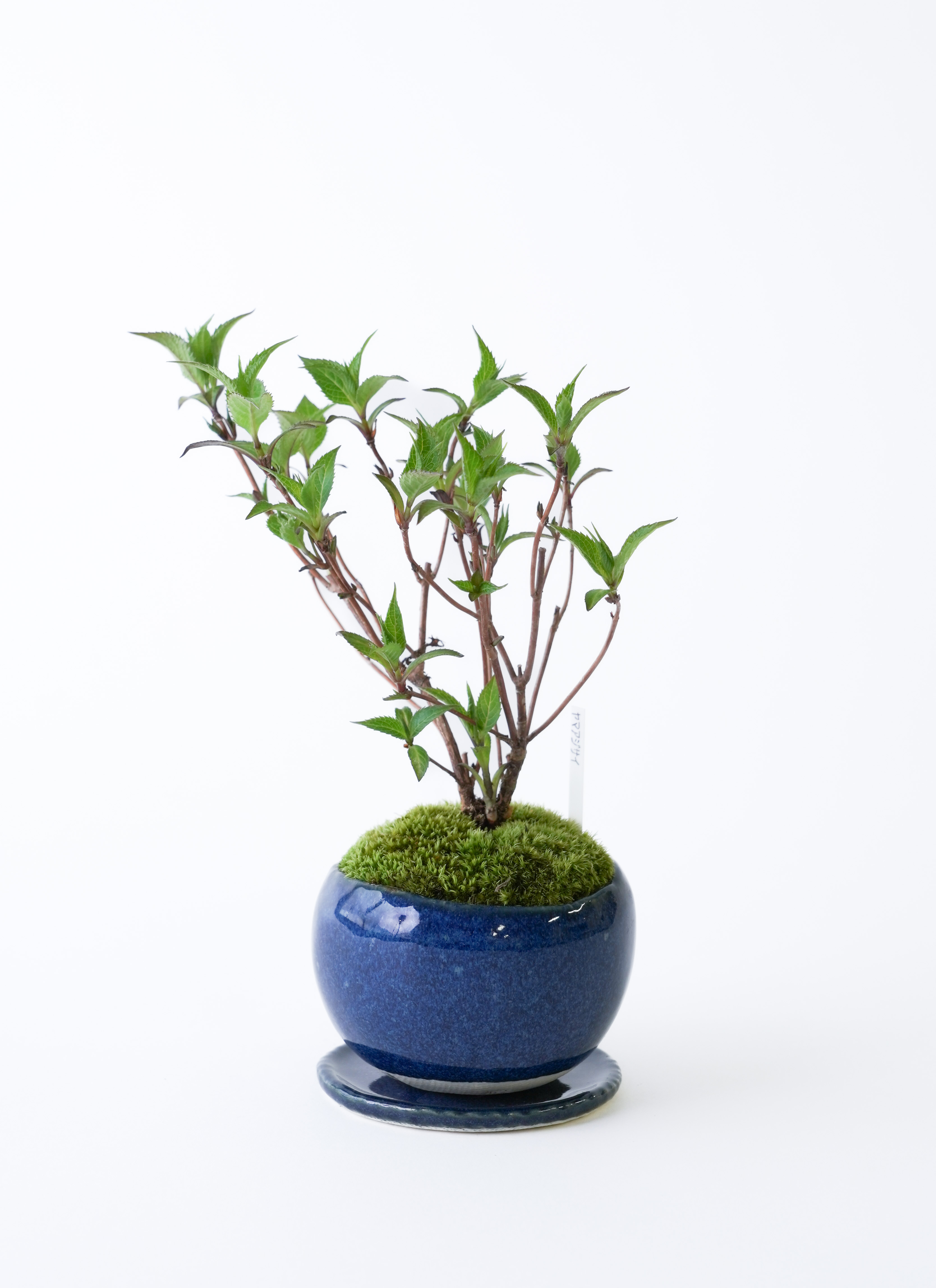 サワラ 多幹樹形盆栽 青色鉢 マンション空間に映える盆栽日本の伝統文化を今にアートとしてのDRY