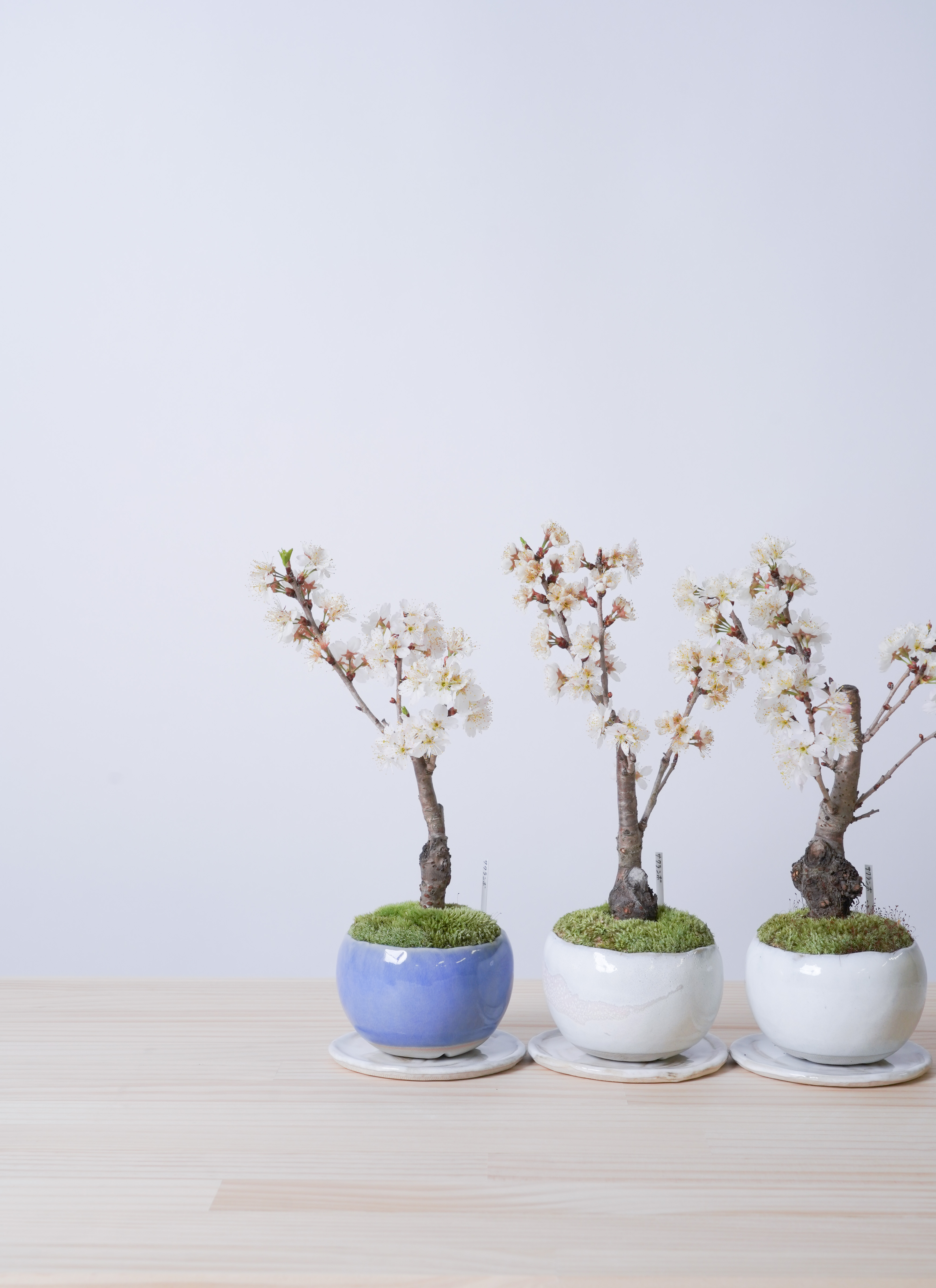 春花彩　盆栽鉢 桜 手造り信楽鉢の盆栽を販売｜入門は盆栽妙 – 盆栽妙 本店