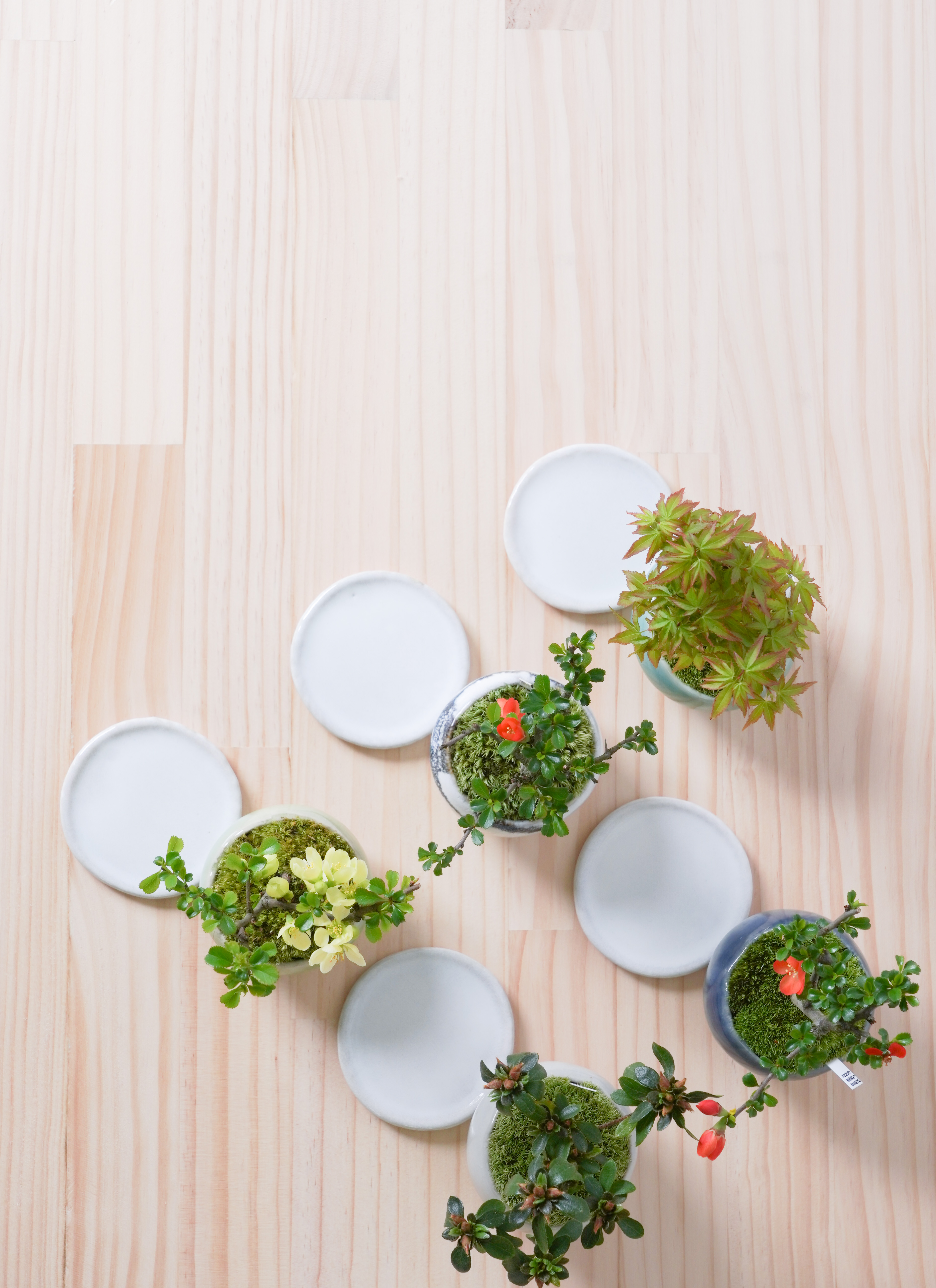 寿山石か玉石か？白菜(百歳　健康長寿縁起置物 寿山石か玉石か？白菜(百歳 健康長寿縁起置物