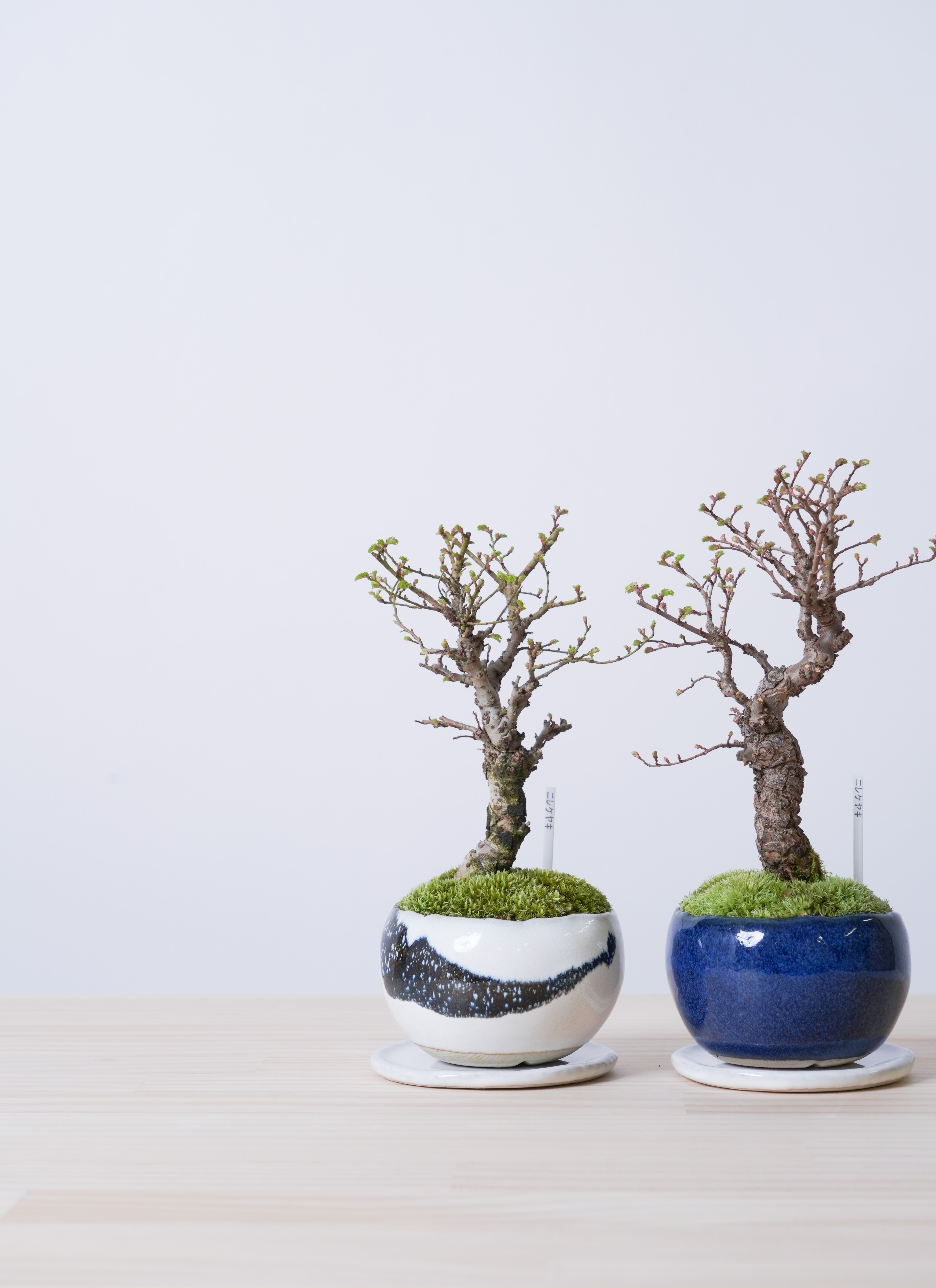 盆栽鉢　植木鉢　水盤　陶芸　園芸　盆栽 盆栽鉢植木鉢陶芸園芸盆栽