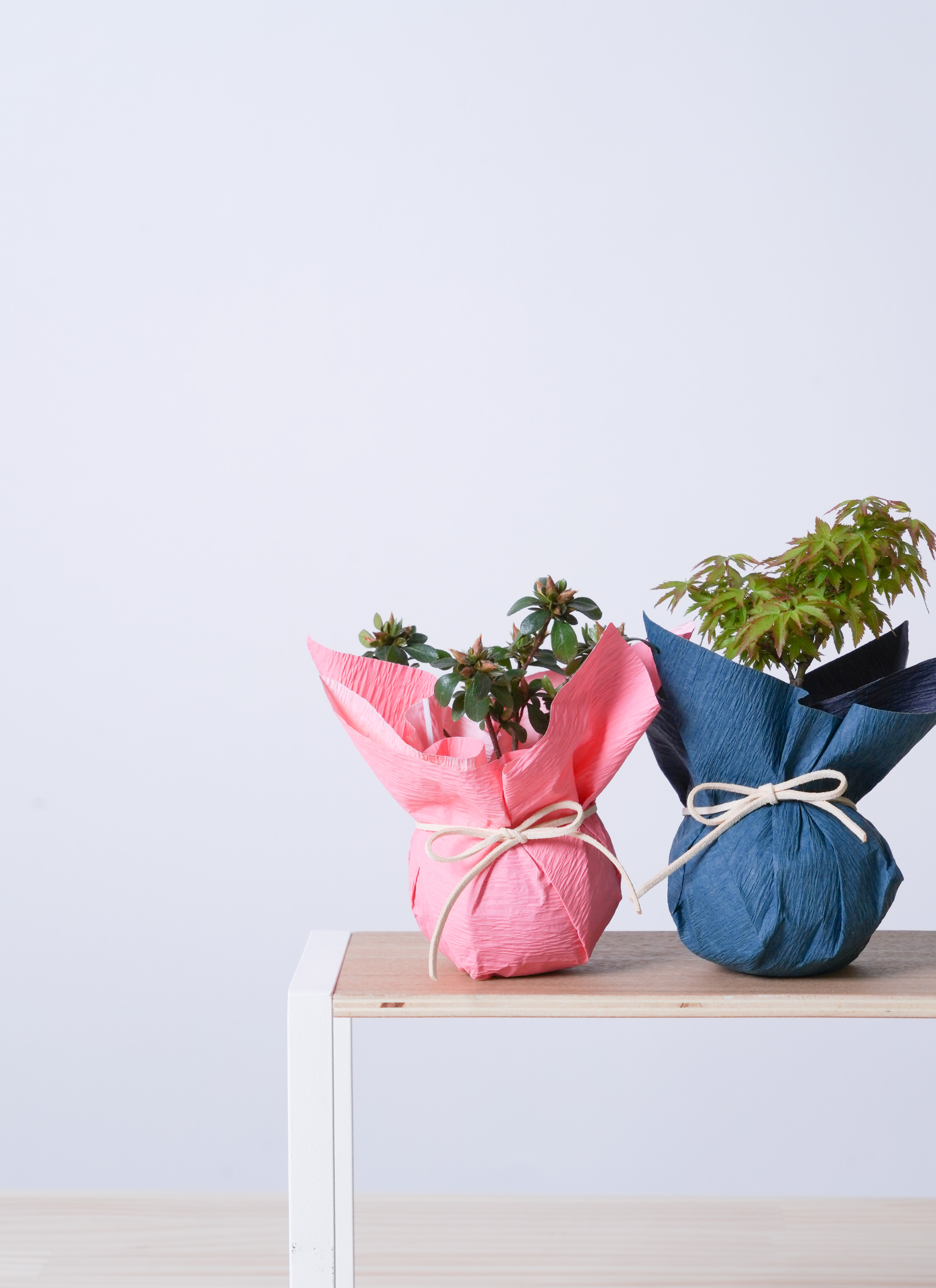 産地直送 清姫モミジ Mサイズ 鉢色 氷青／山形 石木花からお届け