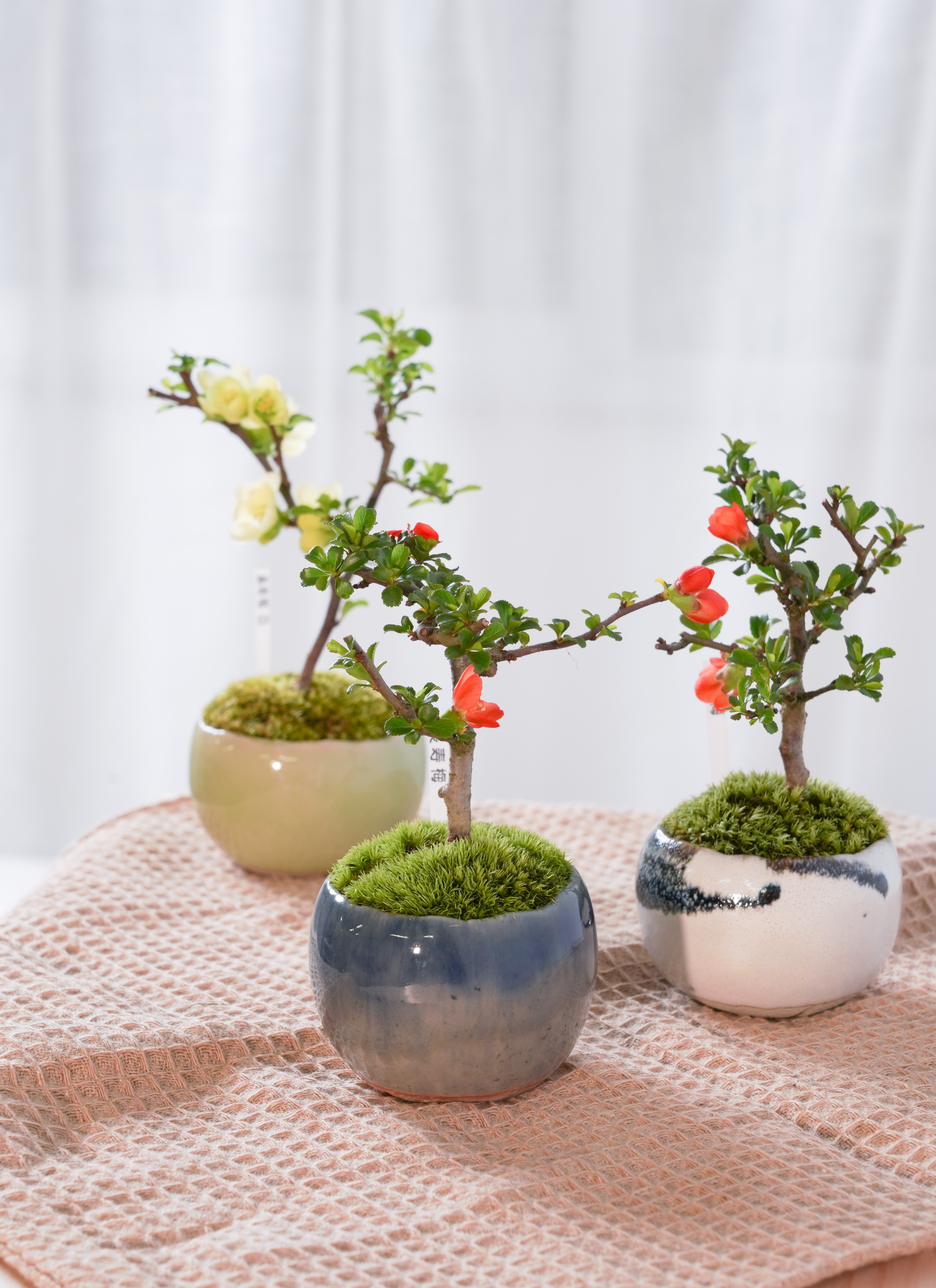 産地直送 盆栽 長寿梅 赤花 Mサイズ 鉢色 墨（受け皿セット）／山形