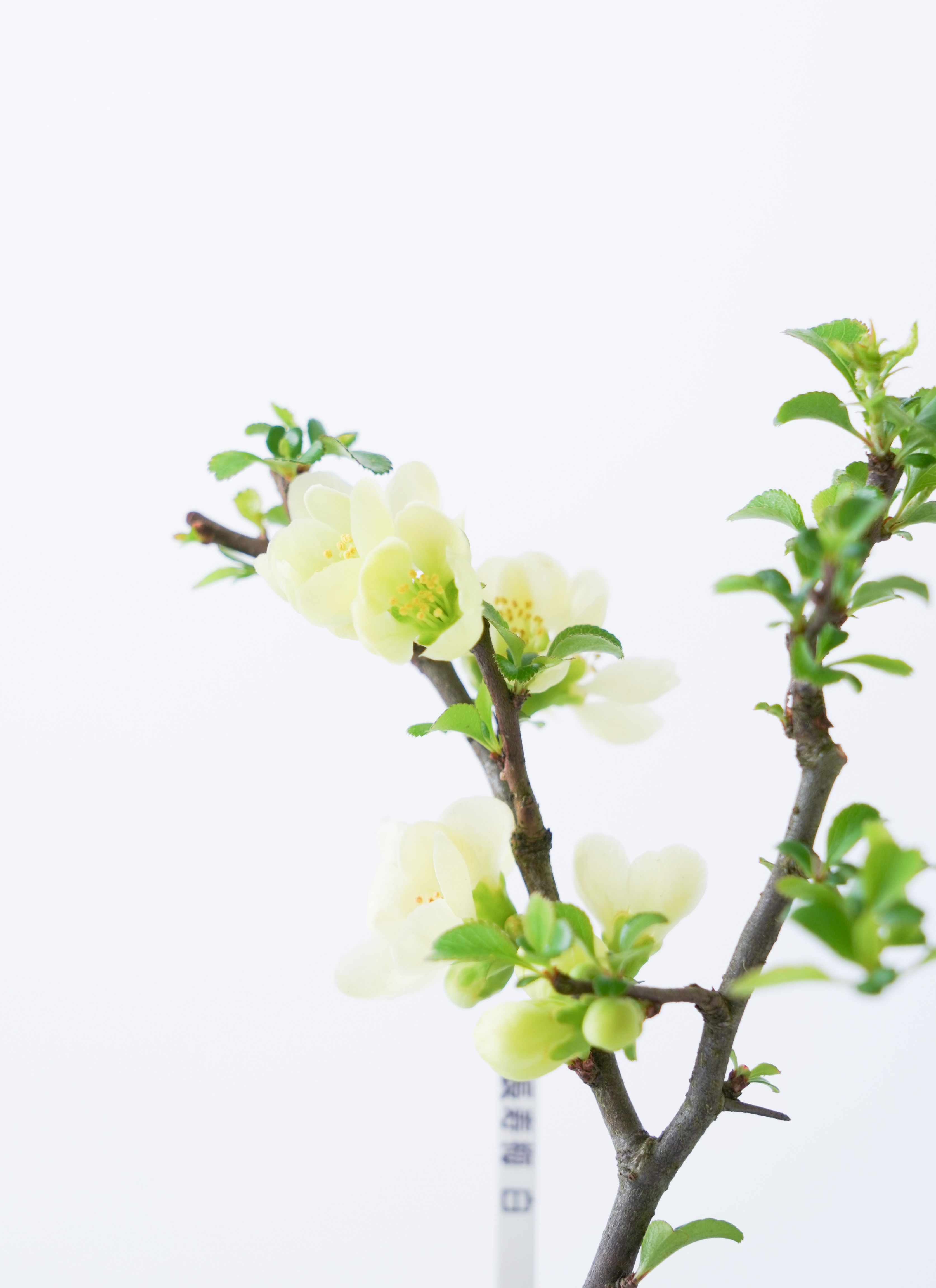 白花の長寿梅盆栽 盆栽 長寿梅 白花 白長寿梅 亀付き 白長寿梅の盆栽 信楽茶鉢 花咲く