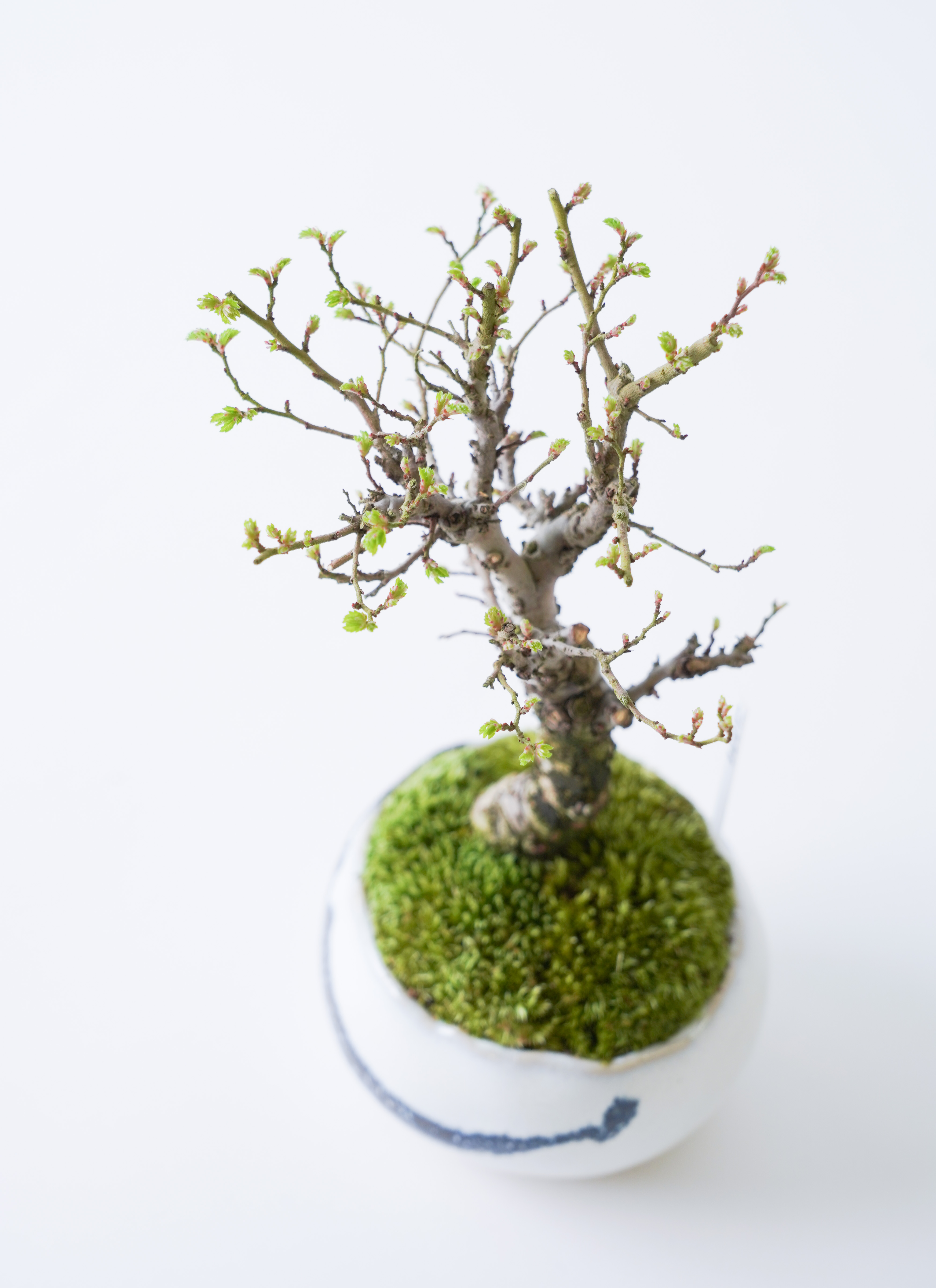 産地直送 ニレケヤキ 2Lサイズ 鉢色 墨／山形 石木花からお届け