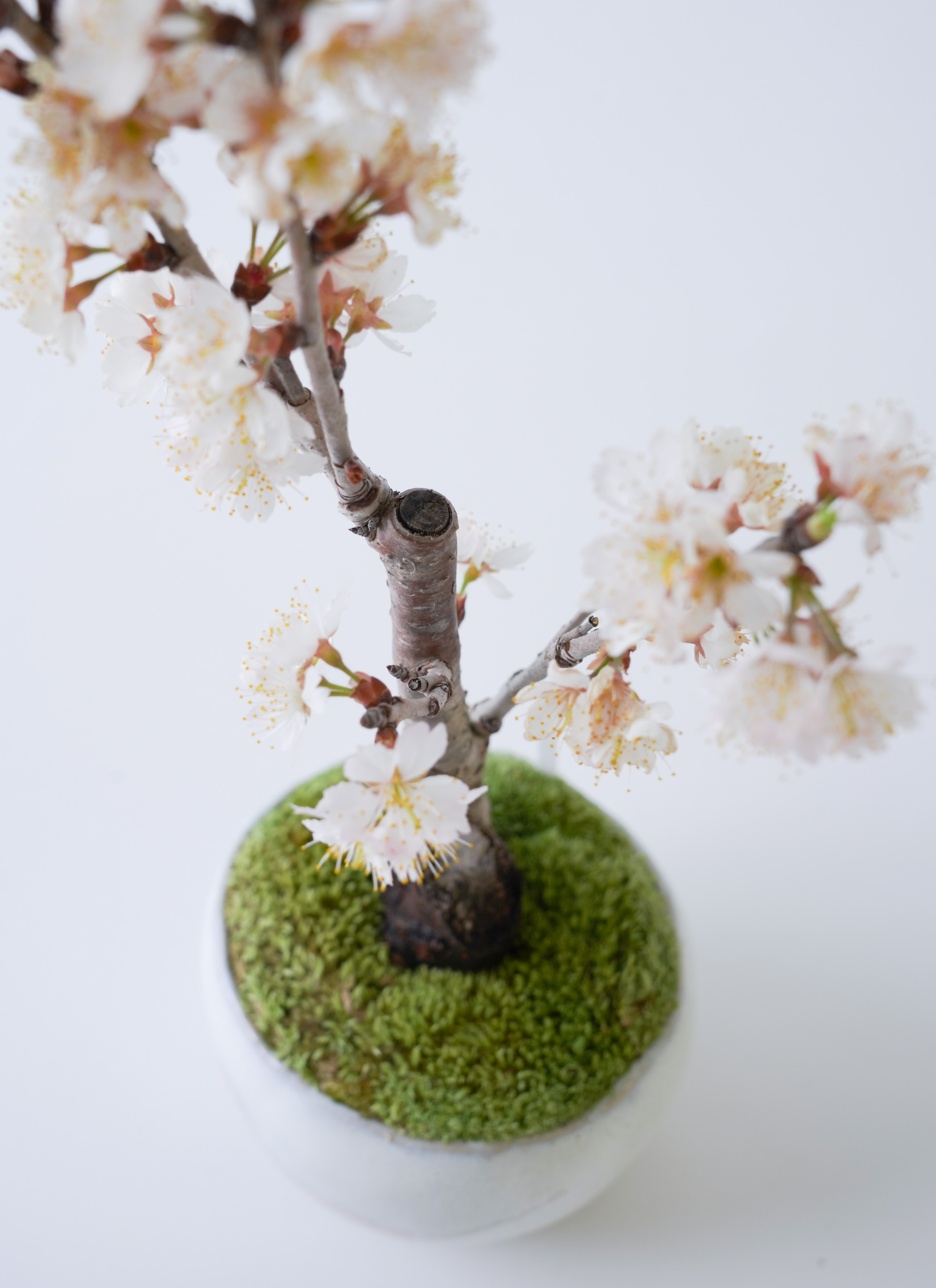 産地直送 サクランボ 3Lサイズ 鉢色 桜流れ／山形 石木花からお