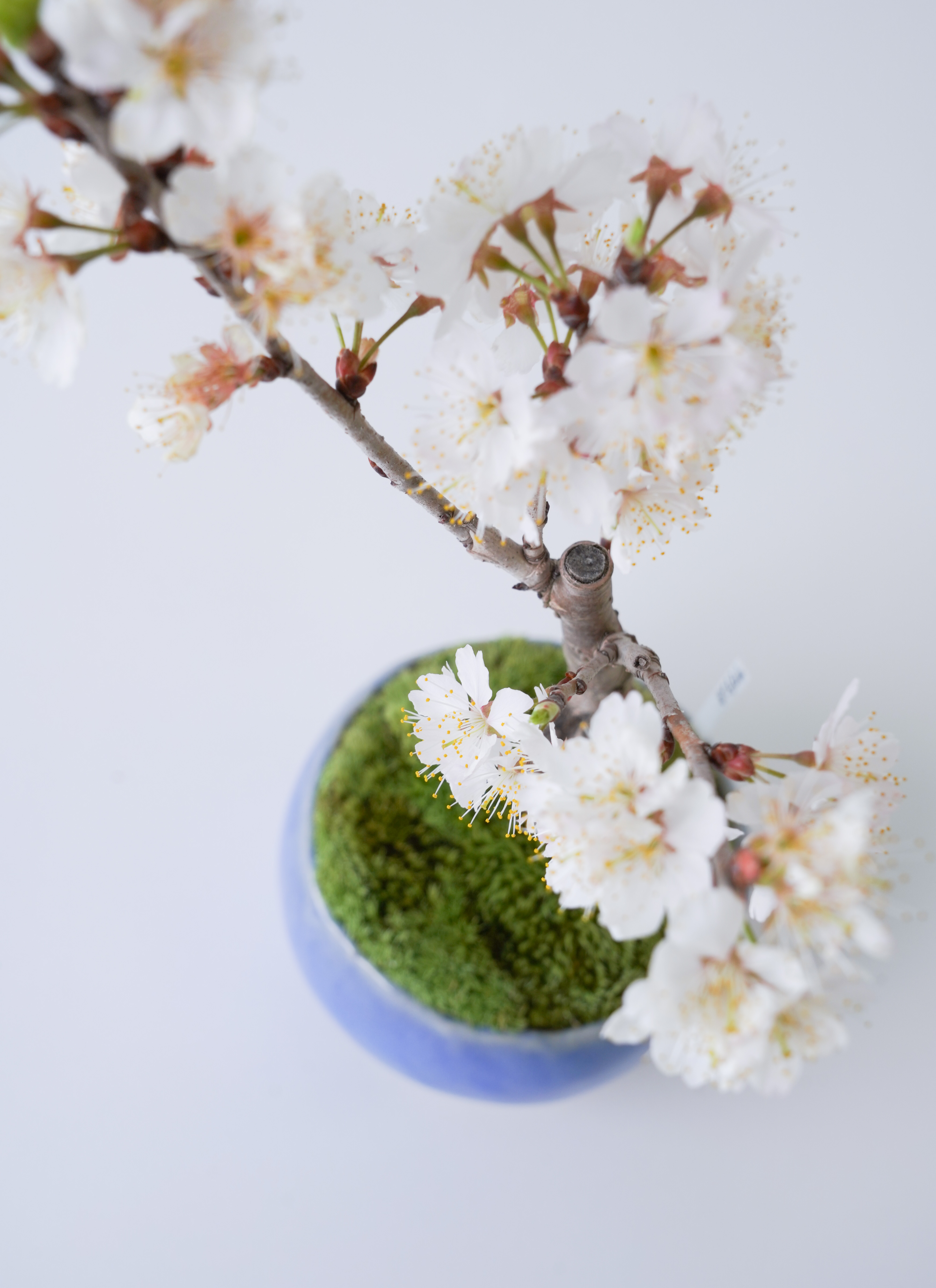産地直送 サクランボ 3Lサイズ 鉢色 淡藤／山形 石木花からお届け