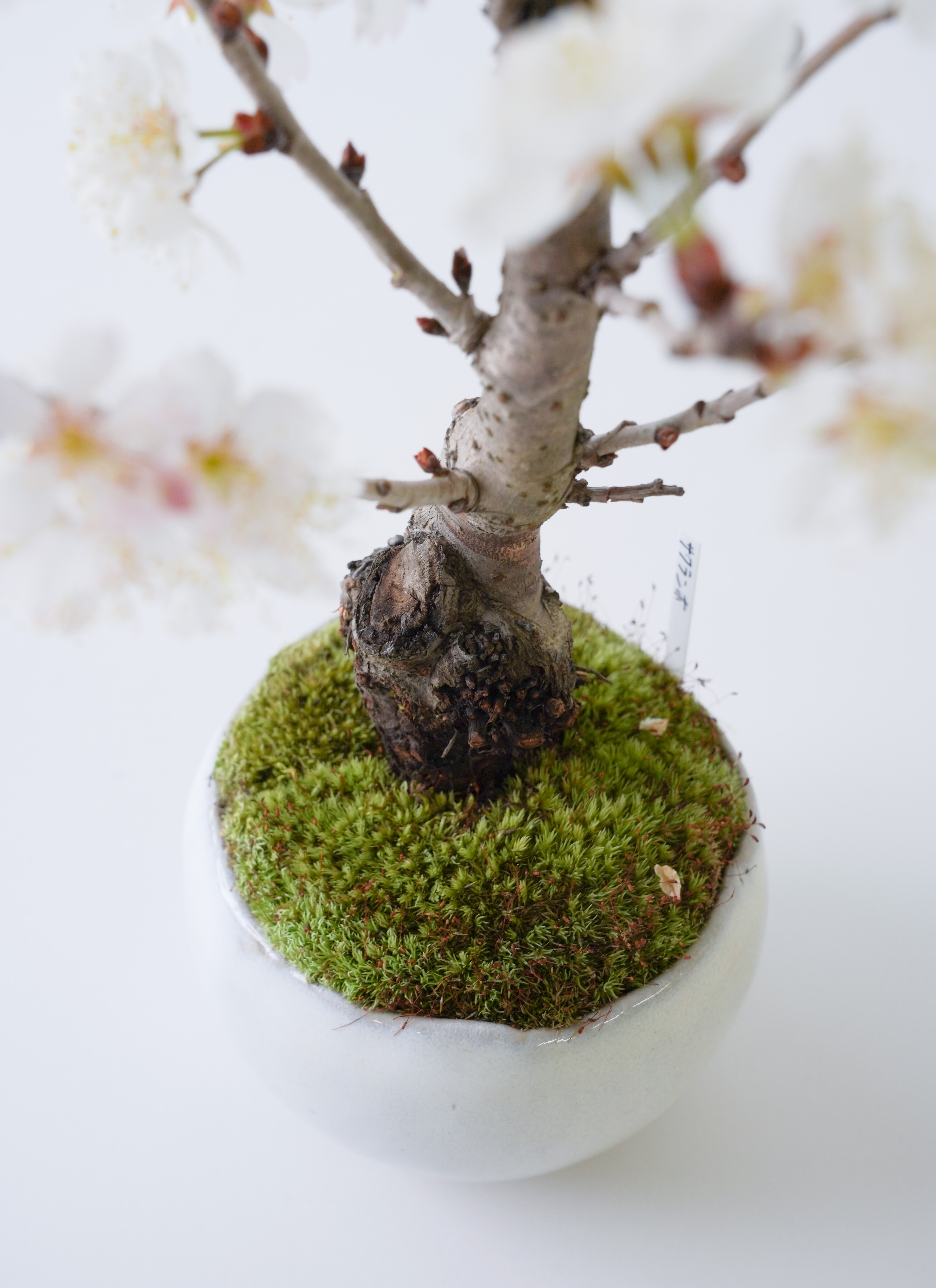 産地直送 サクランボ 3Lサイズ 鉢色 白萩／山形 石木花からお届け