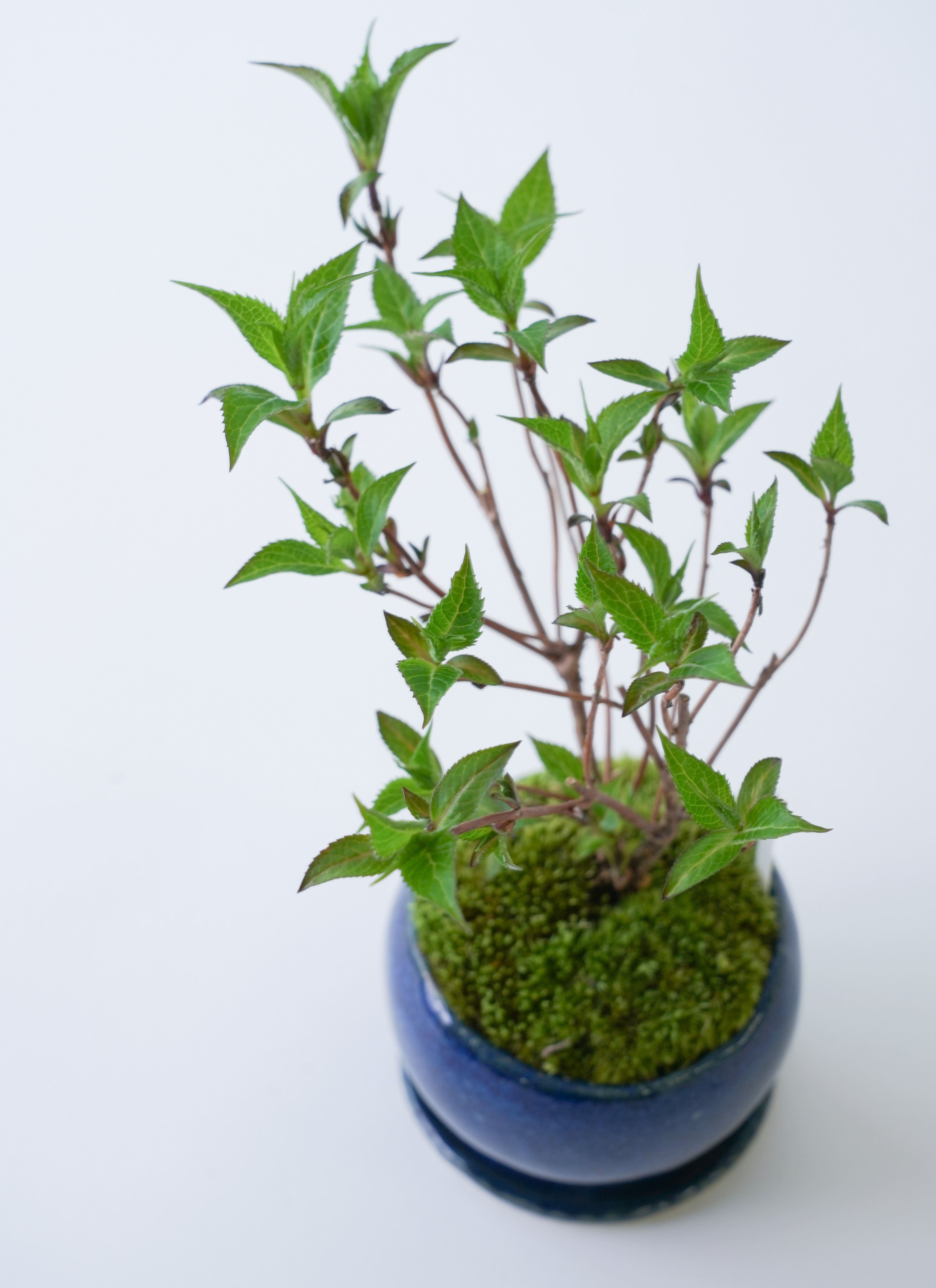 産地直送 盆栽 ヤマアジサイ 2Lサイズ 鉢色 藍（受け皿セット）／山形