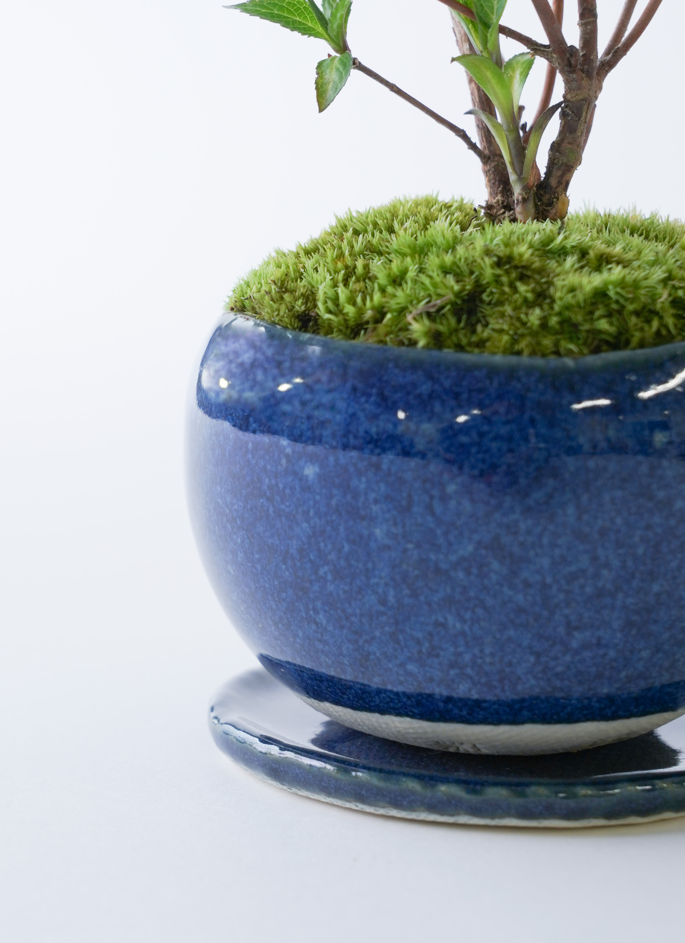 産地直送 盆栽 ヤマアジサイ 2Lサイズ 鉢色 藍（受け皿セット）／山形