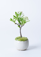 ds-skb-tokiwasanzasi-1_9901.