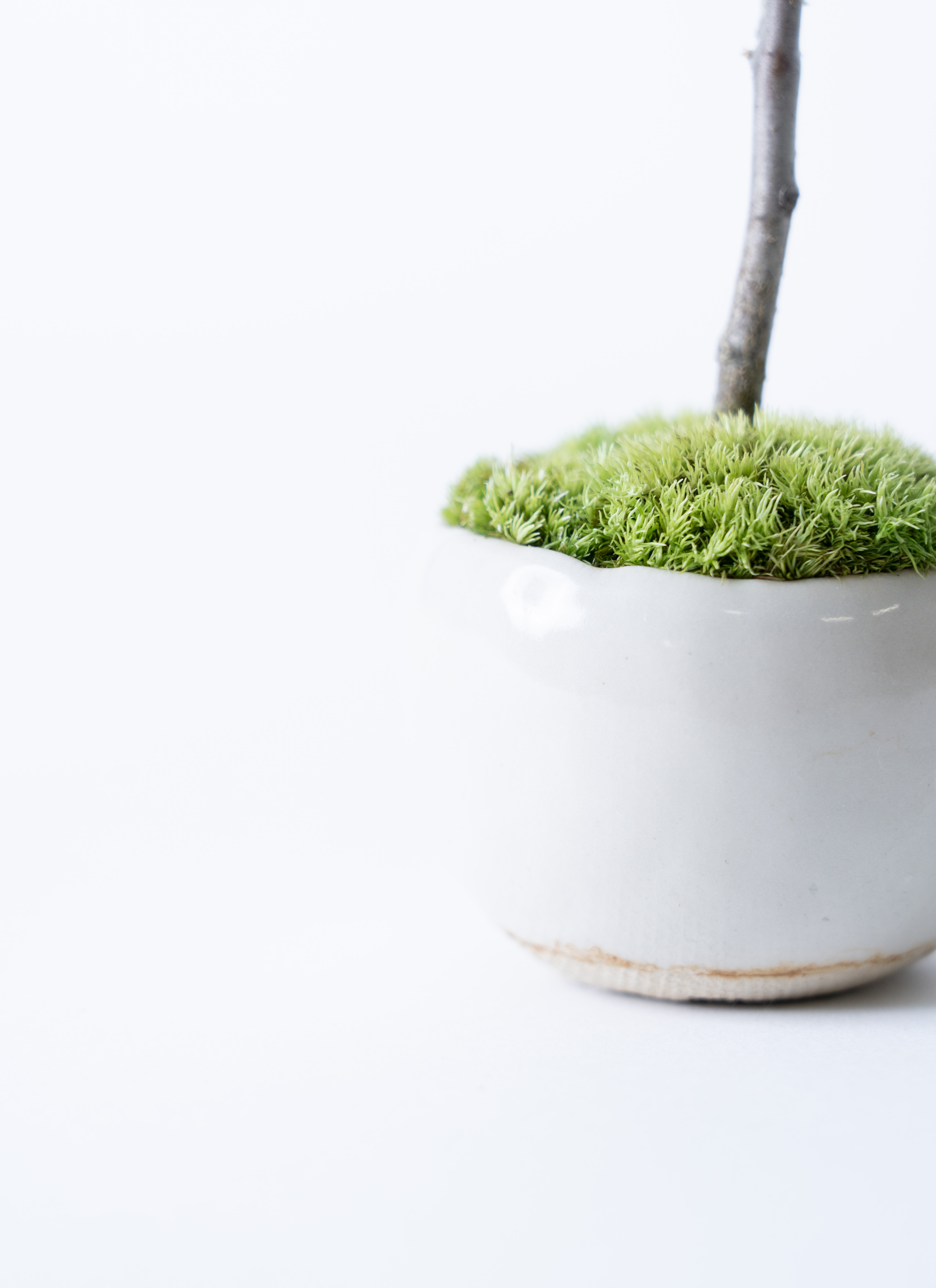 白花サンザシ 盆栽 白さんざし 1点もの No.6の盆栽を販売｜ギフトを贈るなら盆栽妙 – 盆栽