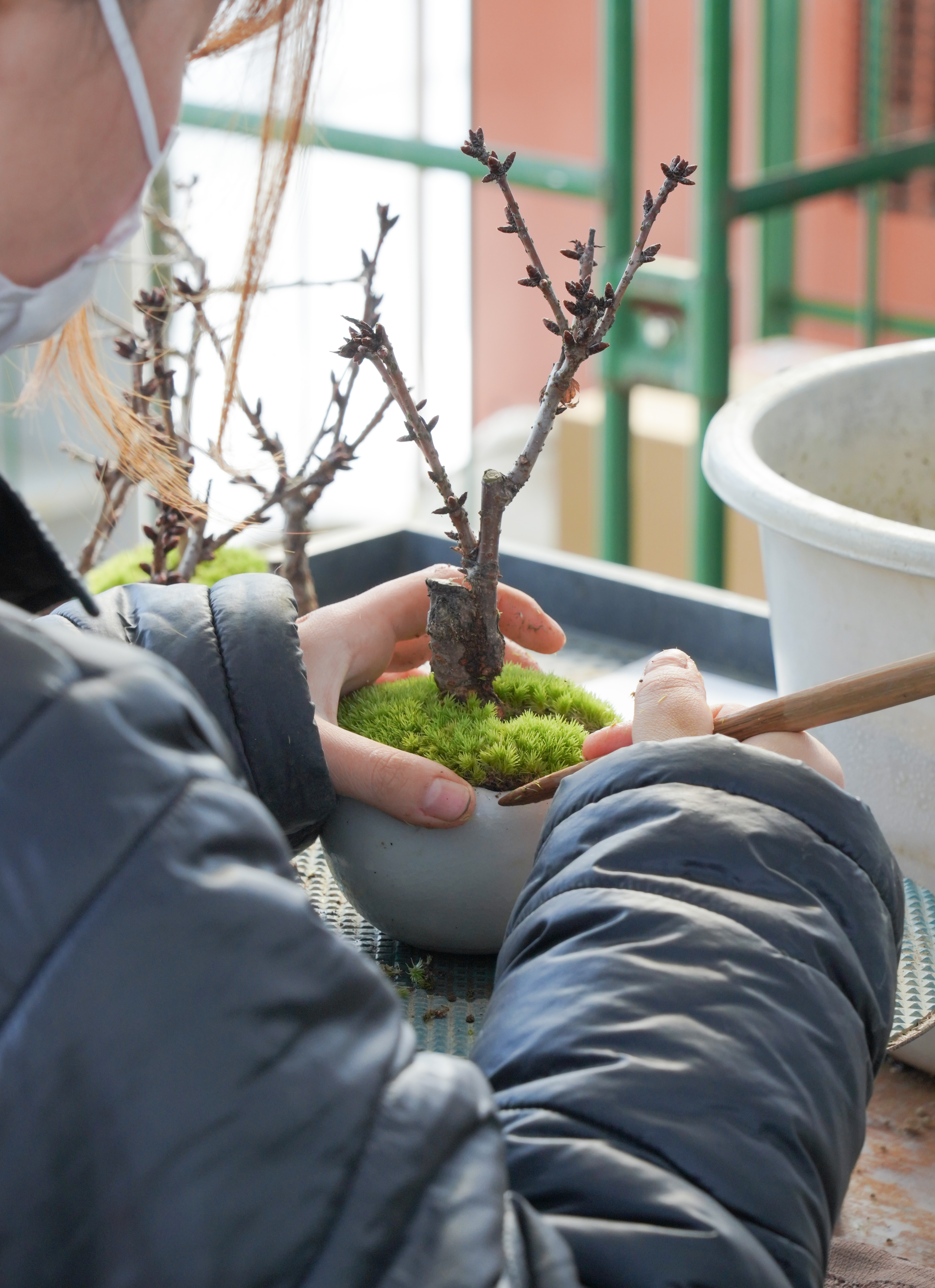 産地直送 盆栽 トキワサンザシ Mサイズ 鉢色 白（受け皿セット）／山形