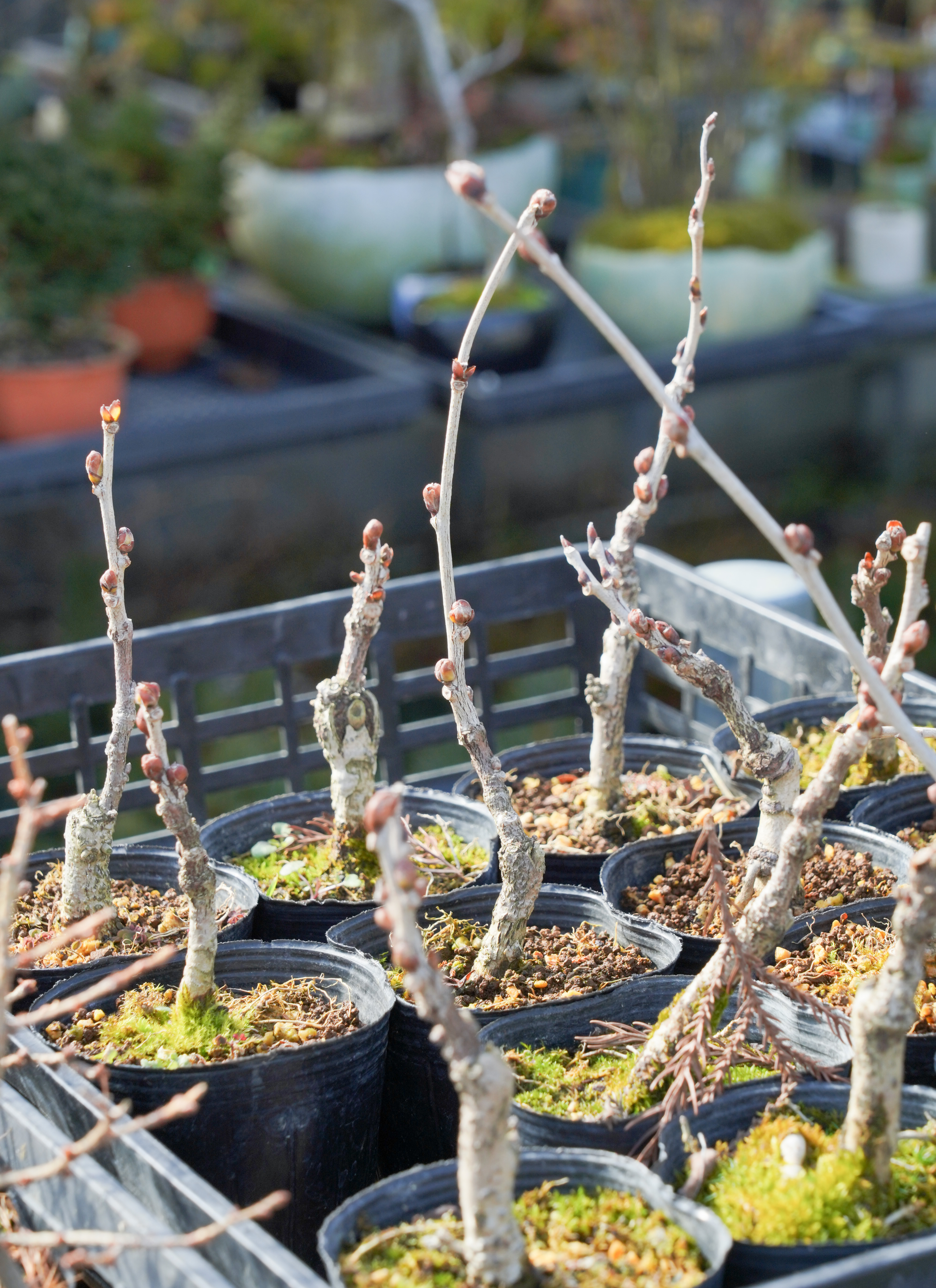 産地直送 盆栽 トキワサンザシ Mサイズ 鉢色 白（受け皿セット）／山形