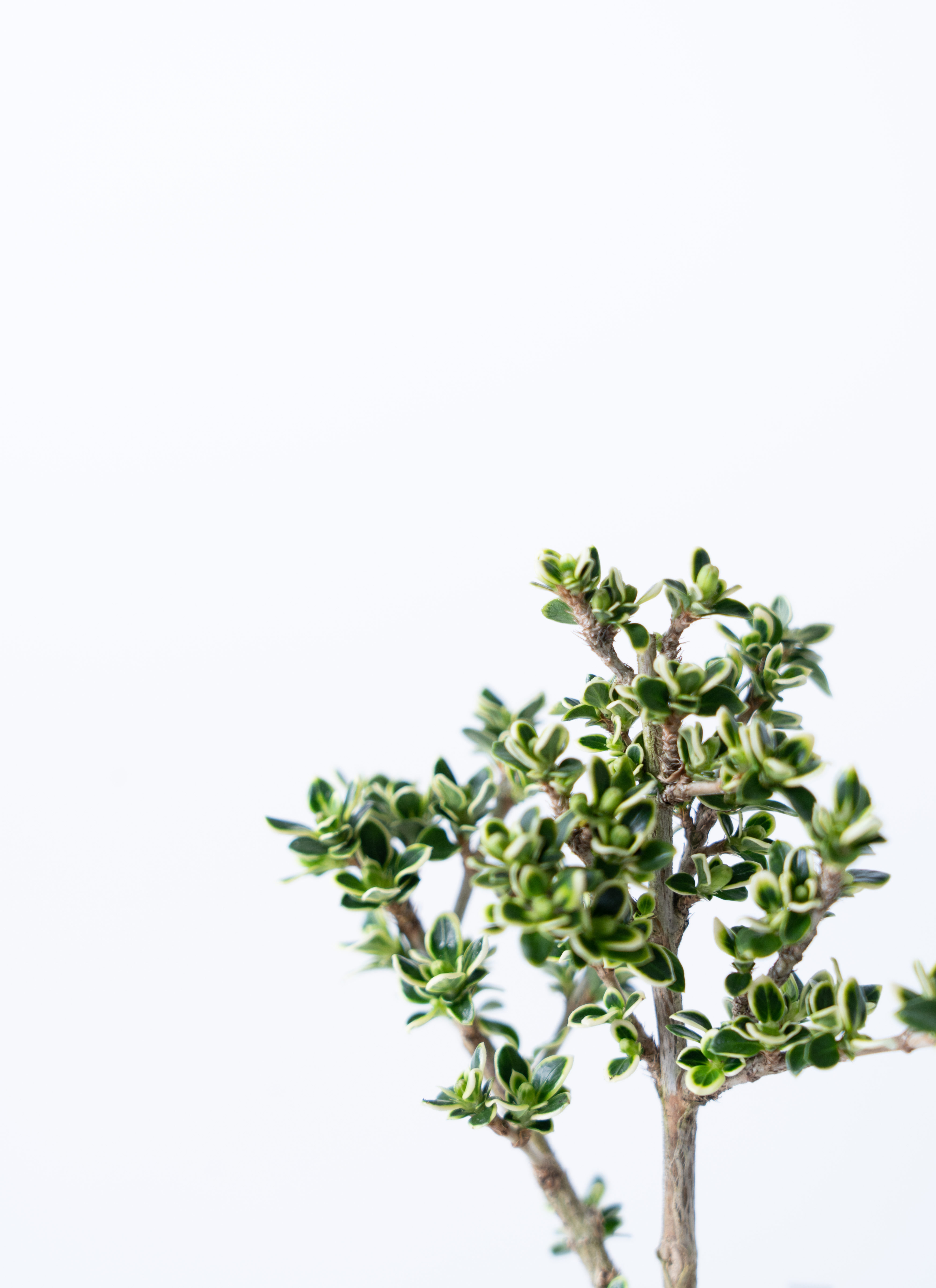 産地直送 白鳥花 Mサイズ 鉢色 若草（受け皿セット）／山形