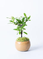 トキワサンザシ | HitoHana（ひとはな）