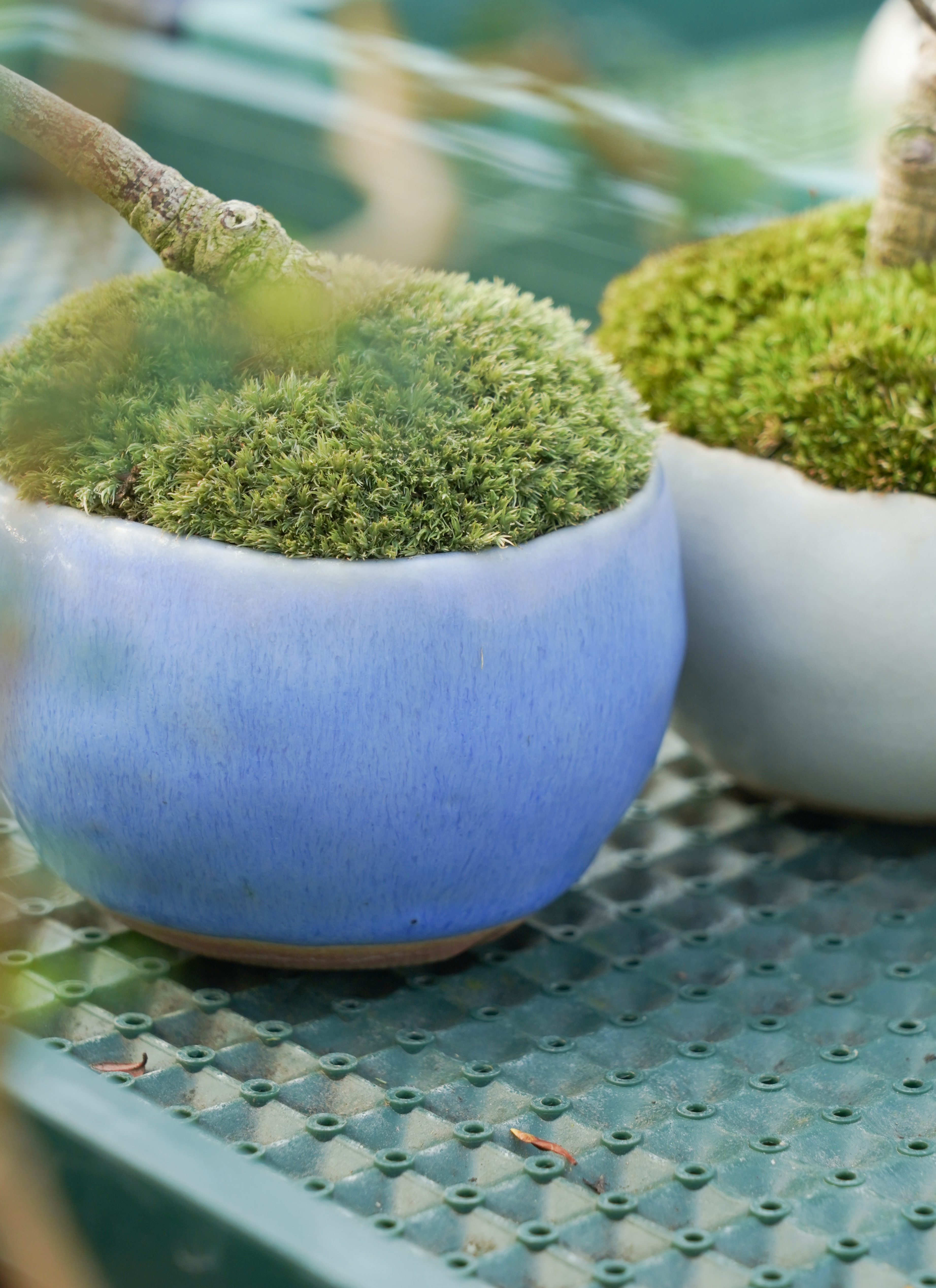 産地直送 ニレケヤキ Mサイズ 鉢色 結晶／山形 石木花からお届け