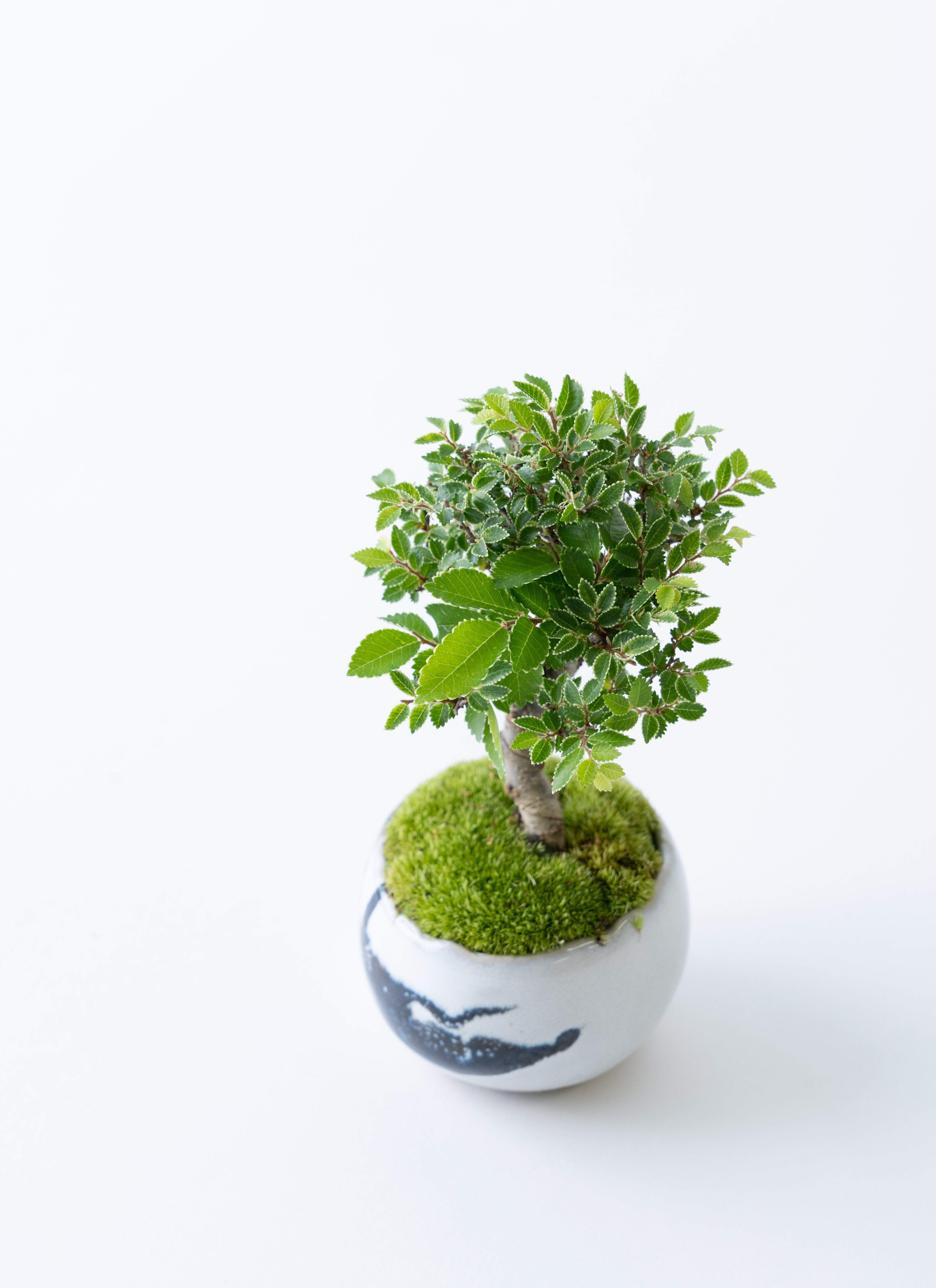 産地直送 金芽ケヤキ Mサイズ 鉢色 墨／山形 石木花からお届け