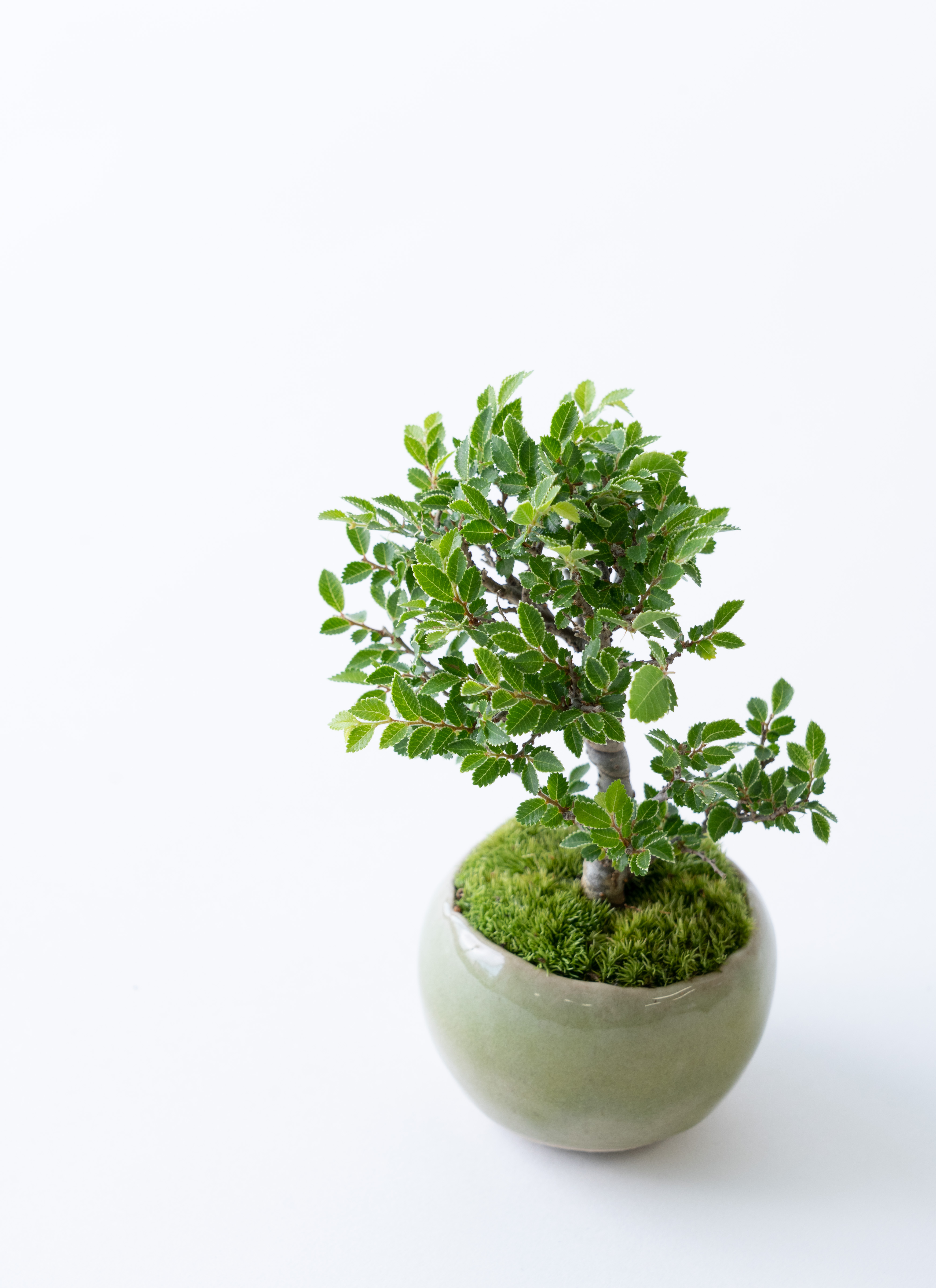 産地直送 金芽ケヤキ Mサイズ 鉢色 うぐいす／山形 石木花からお届け