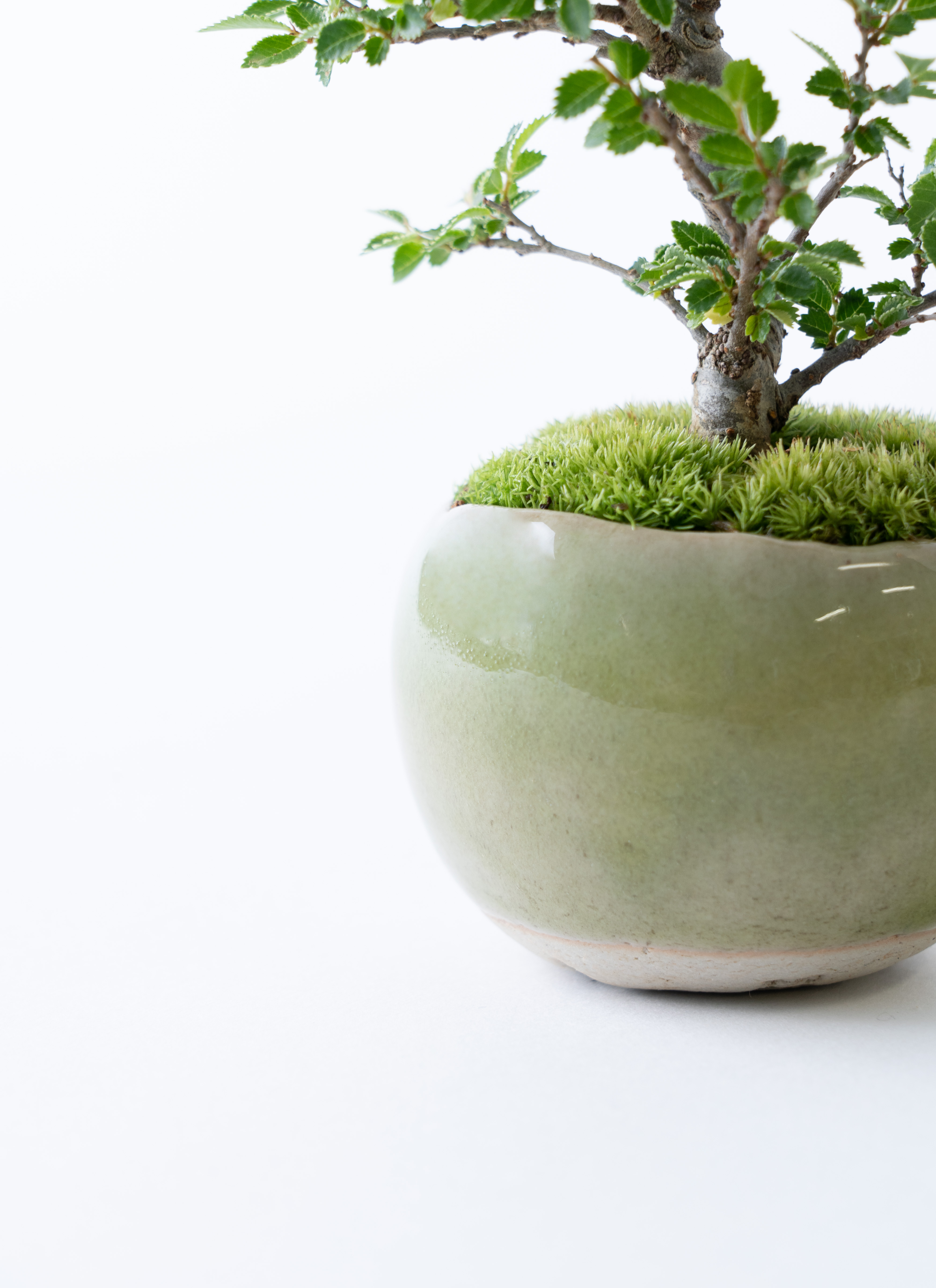 産地直送 金芽ケヤキ Mサイズ 鉢色 うぐいす／山形 石木花からお届け